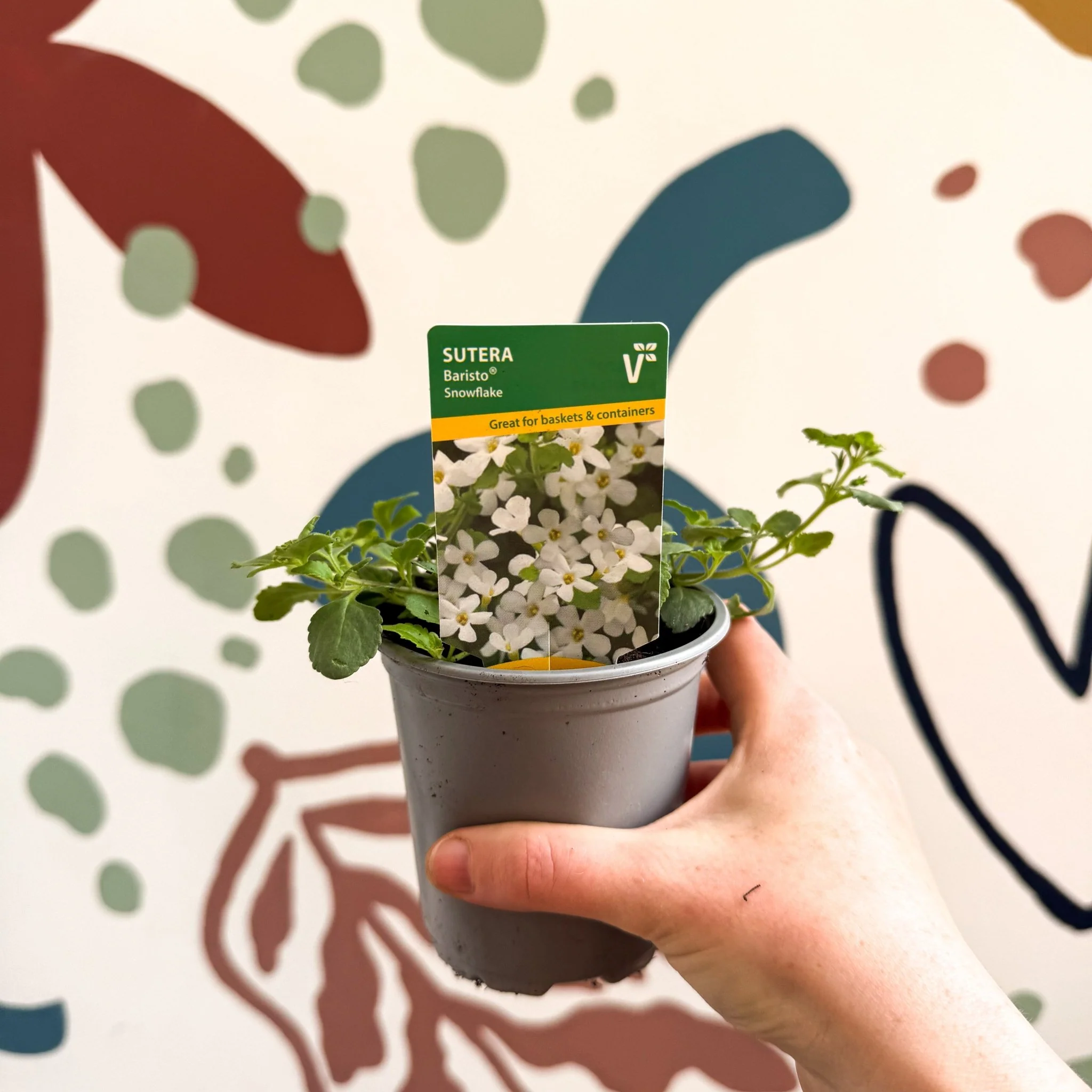 Bacopa 'Baristo® Snowflake' - Sutera diffusus - British Grown - Image 5