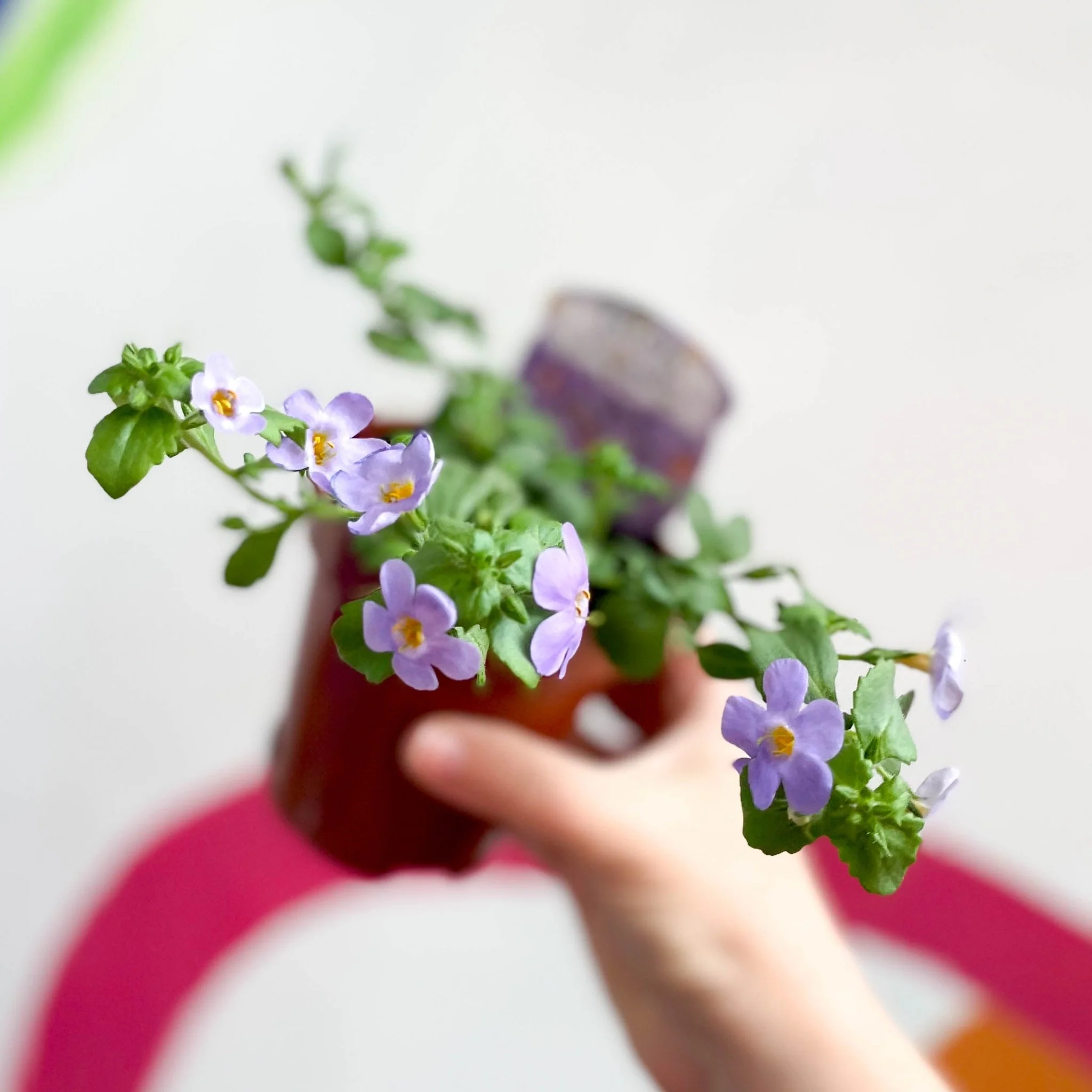 Bacopa - Chaenostoma 'Megacopa Blue' - British Grown Perennial - Image 7