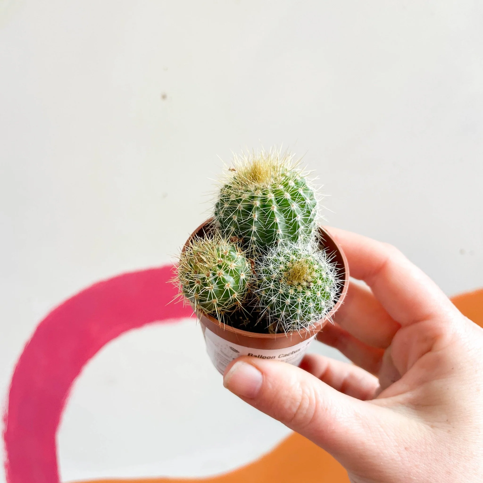 Balloon Cactus - Notocactus warasii