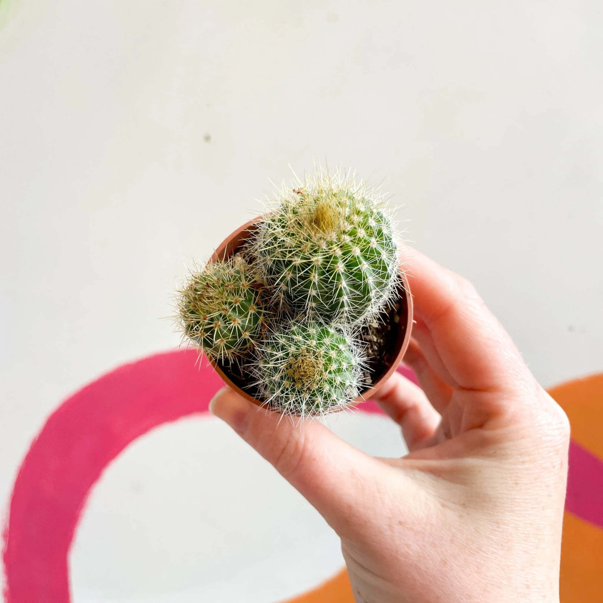 Balloon Cactus - Notocactus warasii - Image 2
