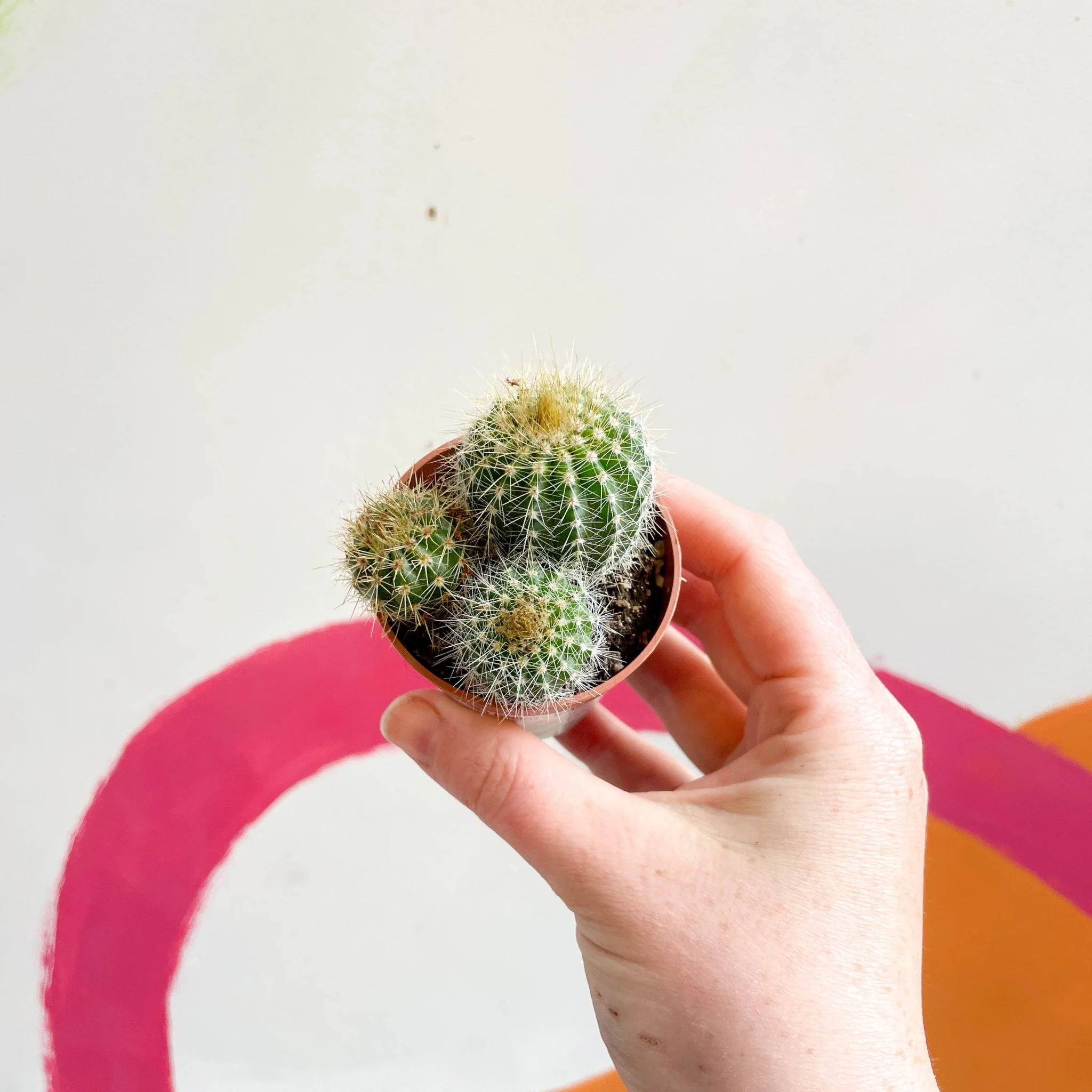 Balloon Cactus - Notocactus warasii - Image 3