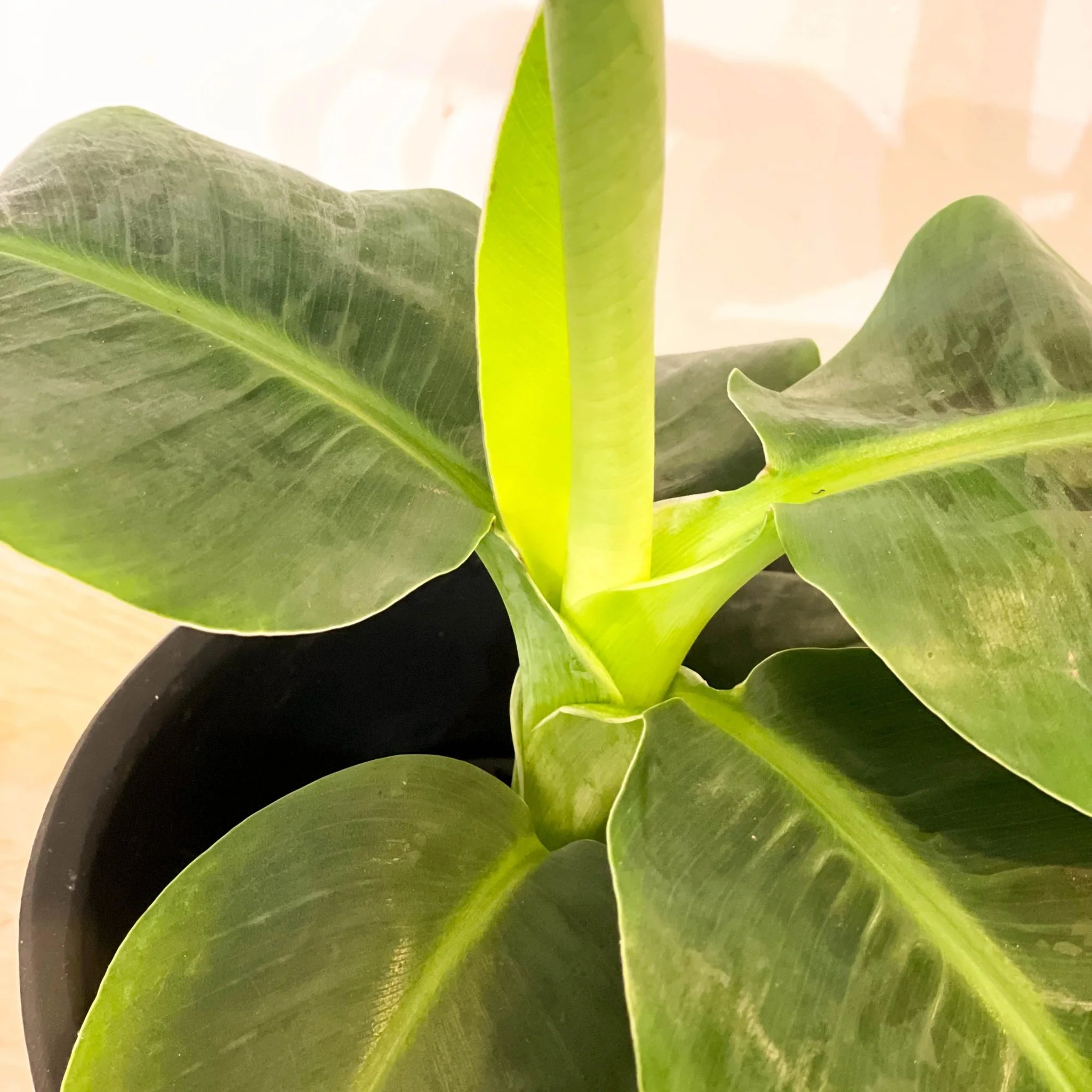 Musa acuminata 'Cheeka' - Banana Plant - Image 2