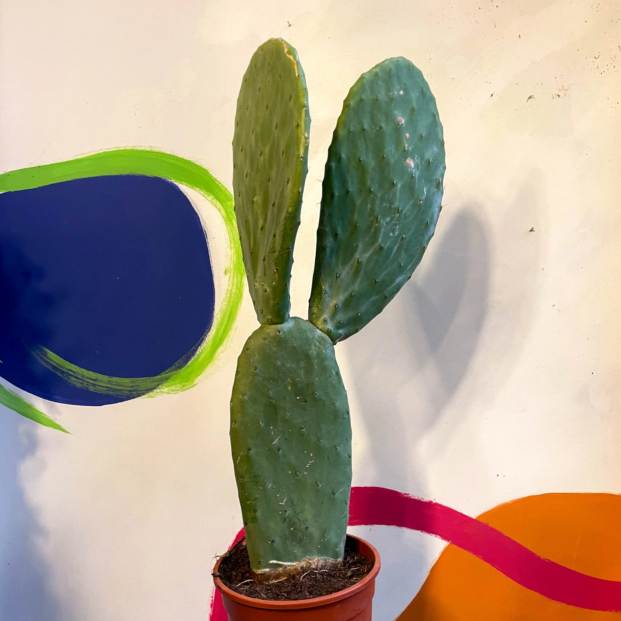 Barbary Fig - Opuntia ficus-indica