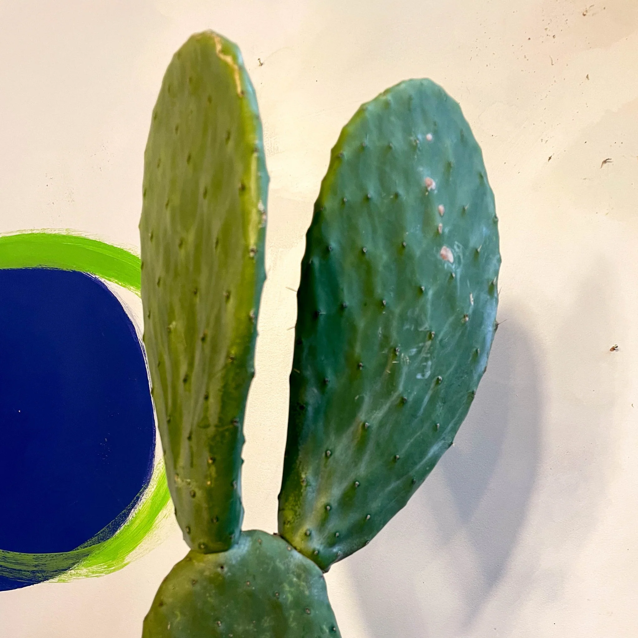 Barbary Fig - Opuntia ficus-indica - Image 4