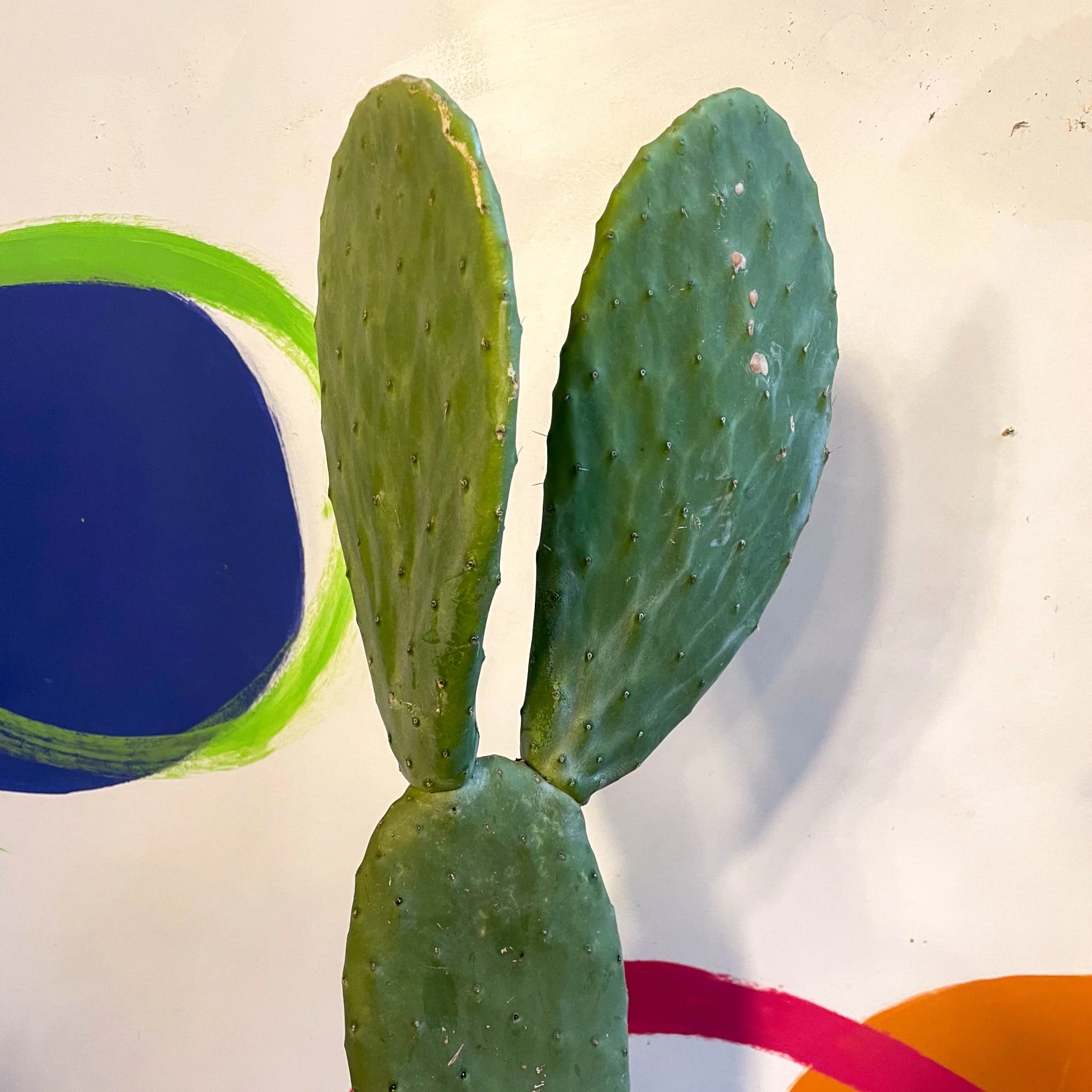 Barbary Fig - Opuntia ficus-indica - Image 5