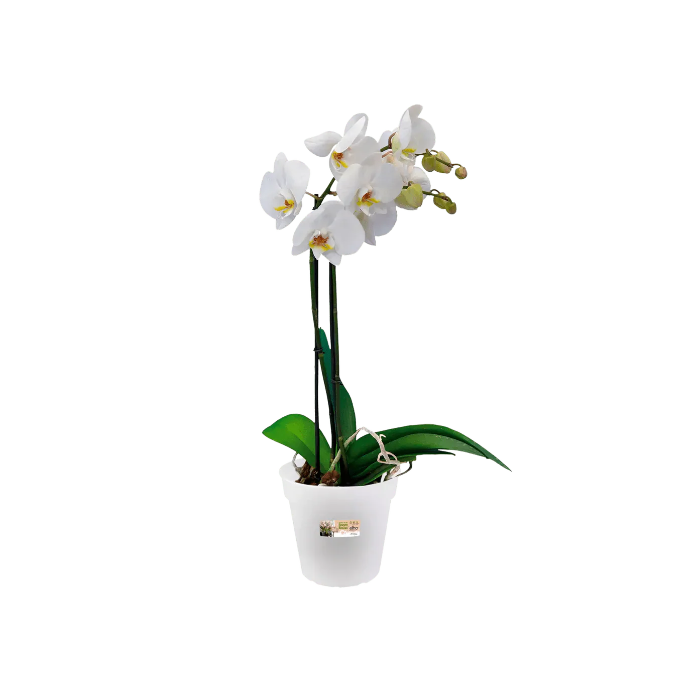 Green Basics Orchid Nursery Pot - Transparent - Image 3