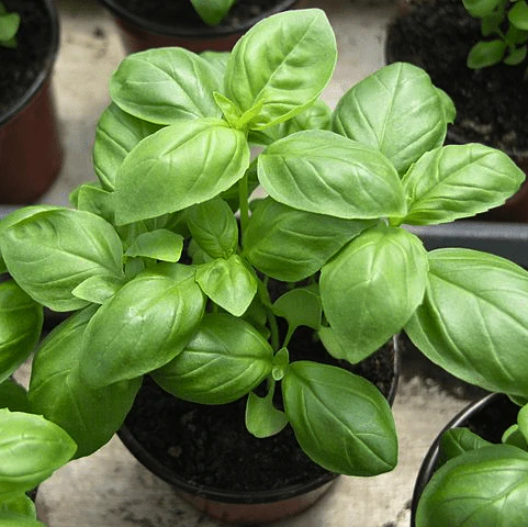 Basil Herb Garden Seedball Tubes - Image 4