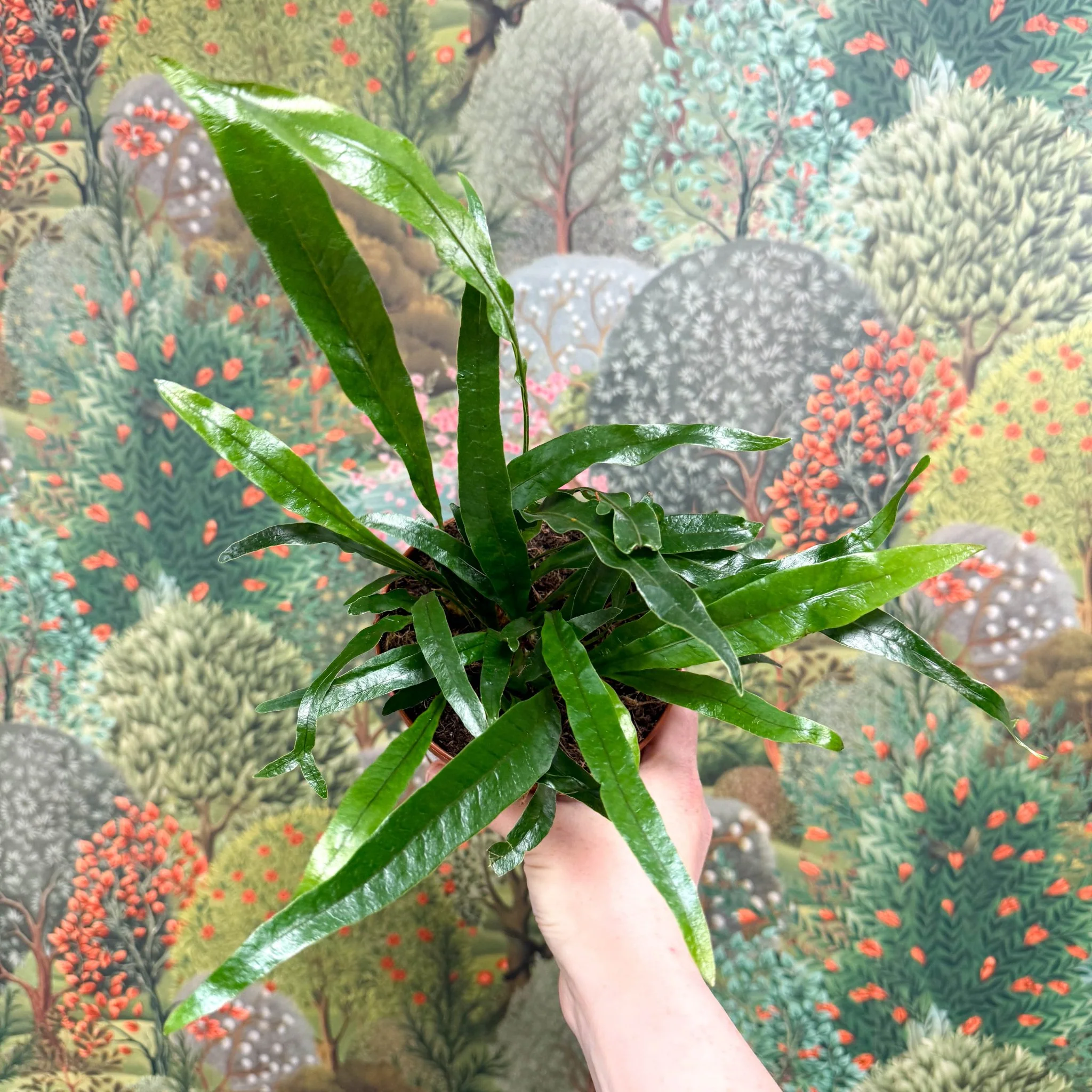 Aglaomorpha Coronans 'Jim' - Basket Fern - Image 12