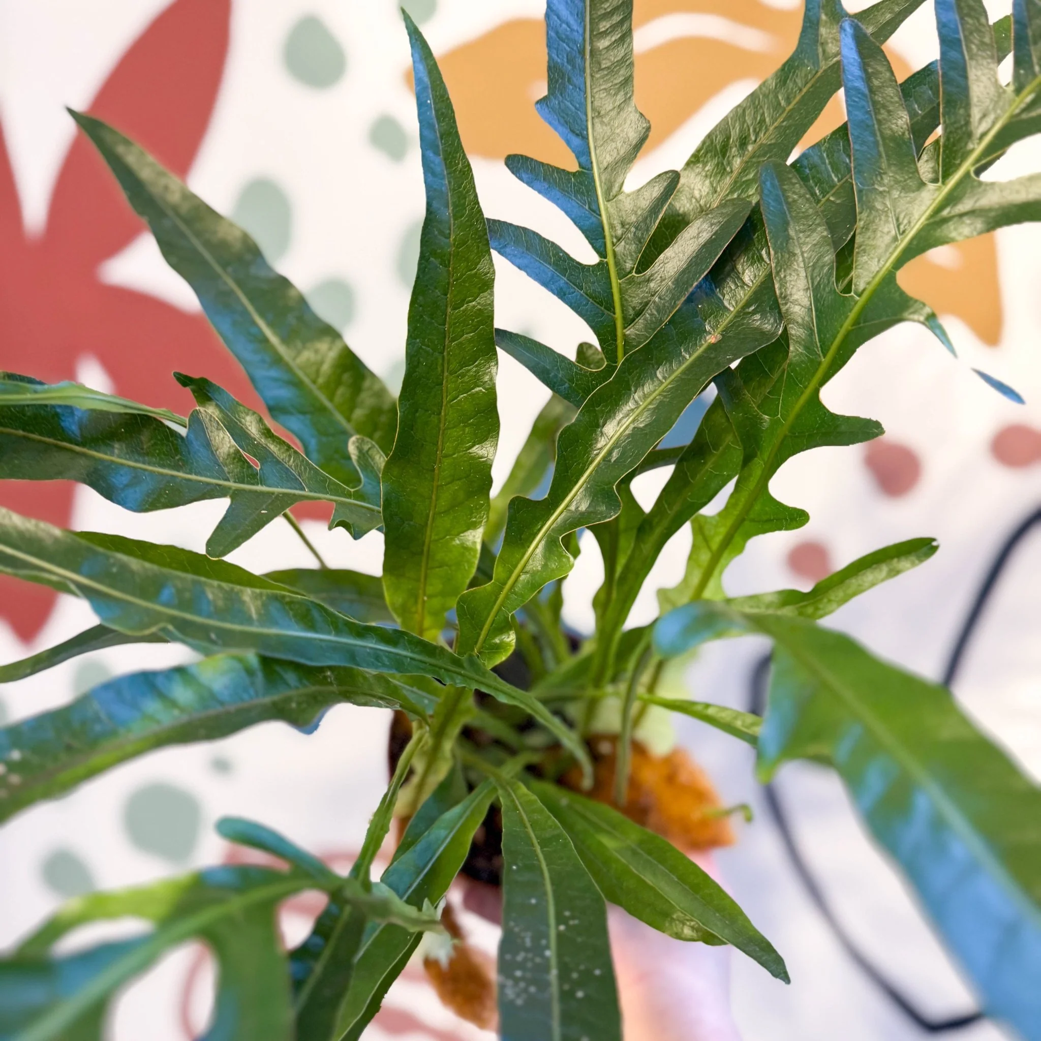 Aglaomorpha Coronans 'Jim' - Basket Fern - Image 9
