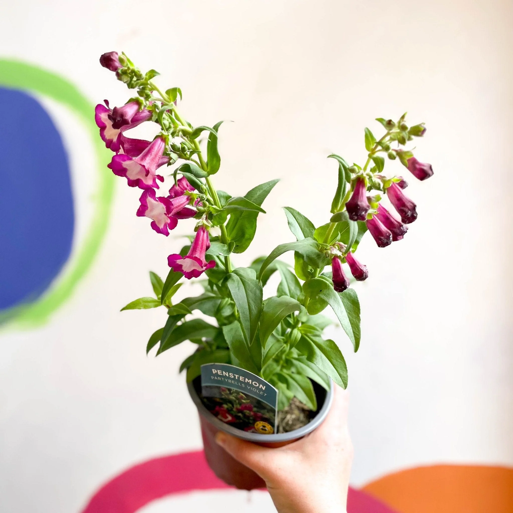 Scarlet Beard Tongue - Penstemon hartwegii 'Partybells Violet' - British Grown Perennial