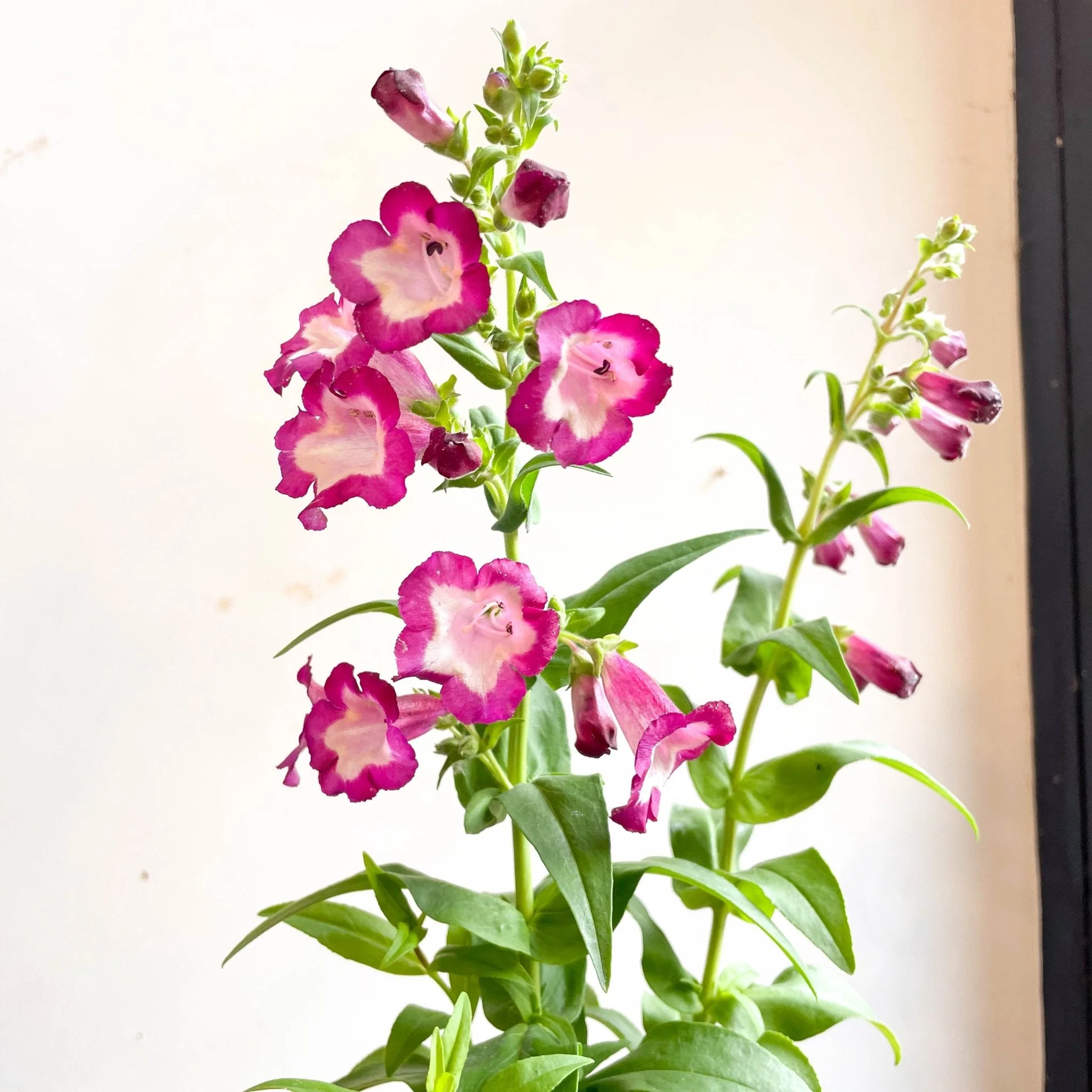 Scarlet Beard Tongue - Penstemon hartwegii 'Partybells Violet' - British Grown Perennial - Image 2