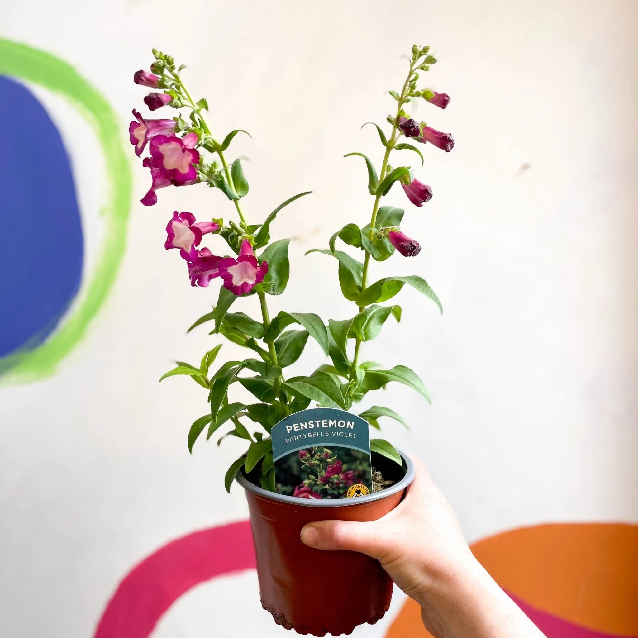 Scarlet Beard Tongue - Penstemon hartwegii 'Partybells Violet' - British Grown Perennial - Image 3