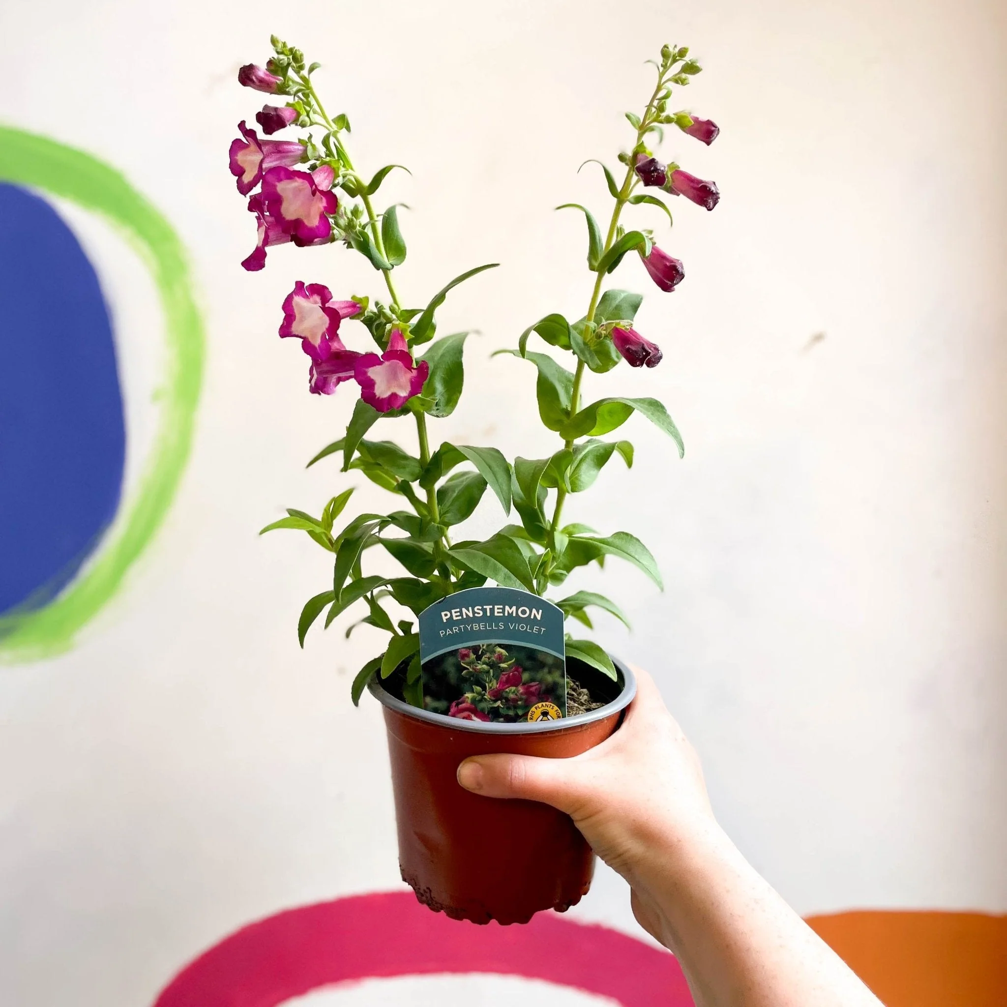 Scarlet Beard Tongue - Penstemon hartwegii 'Partybells Violet' - British Grown Perennial - Image 4