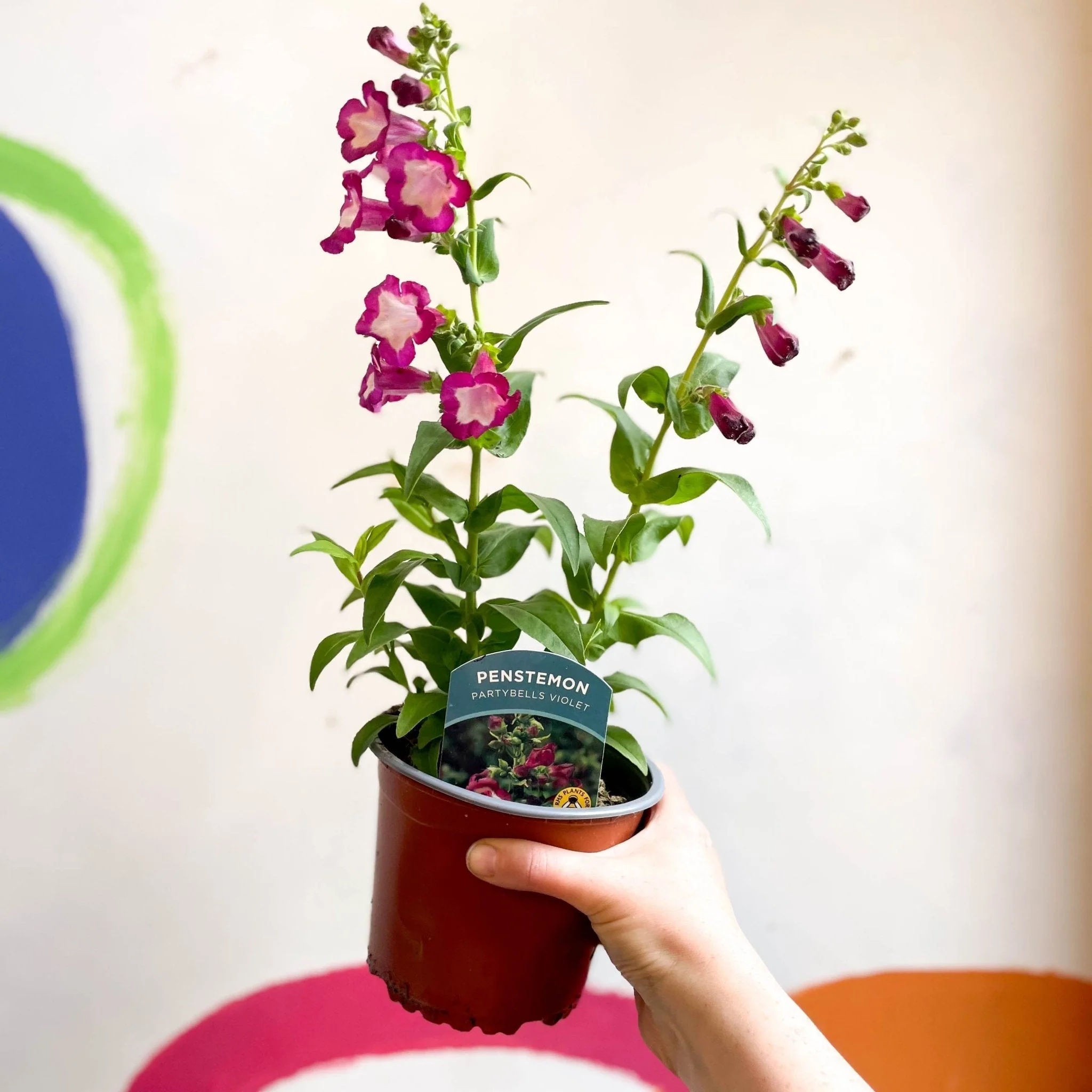 Scarlet Beard Tongue - Penstemon hartwegii 'Partybells Violet' - British Grown Perennial - Image 5