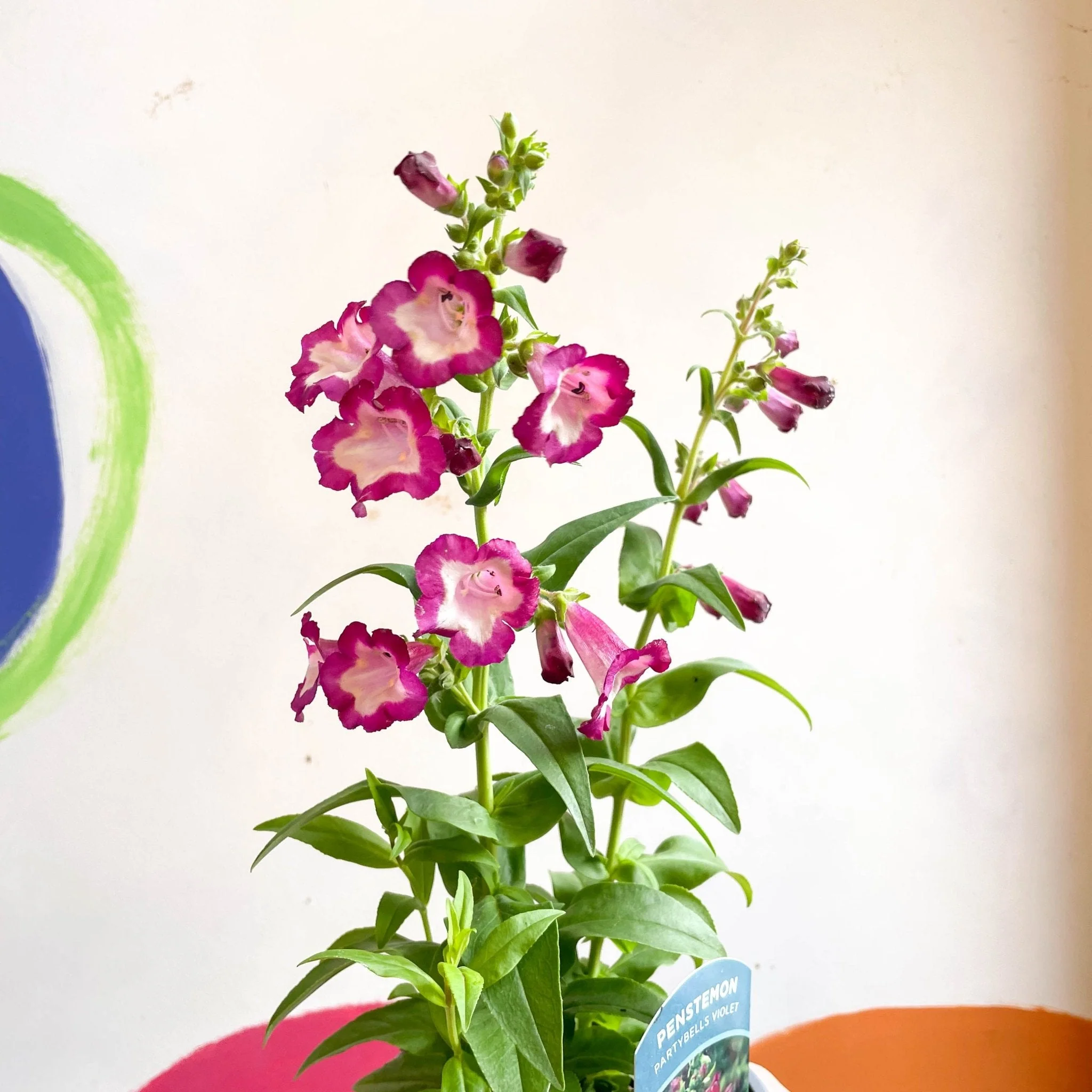 Scarlet Beard Tongue - Penstemon hartwegii 'Partybells Violet' - British Grown Perennial - Image 6