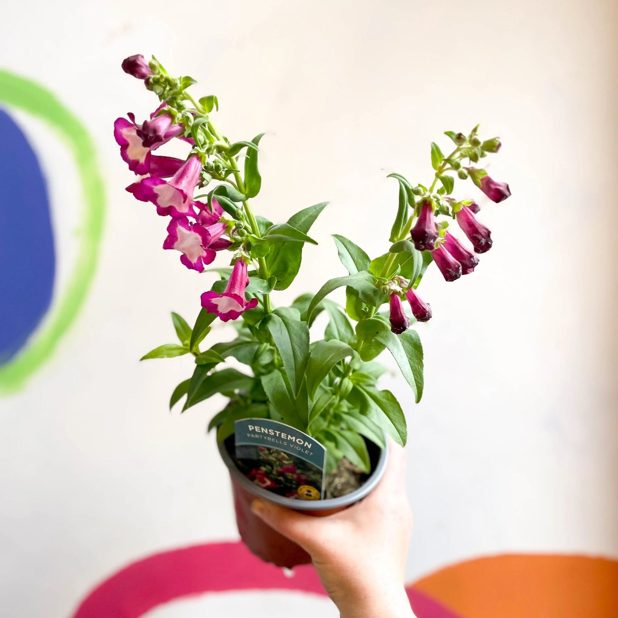 Scarlet Beard Tongue - Penstemon hartwegii 'Partybells Violet' - British Grown Perennial - Image 7