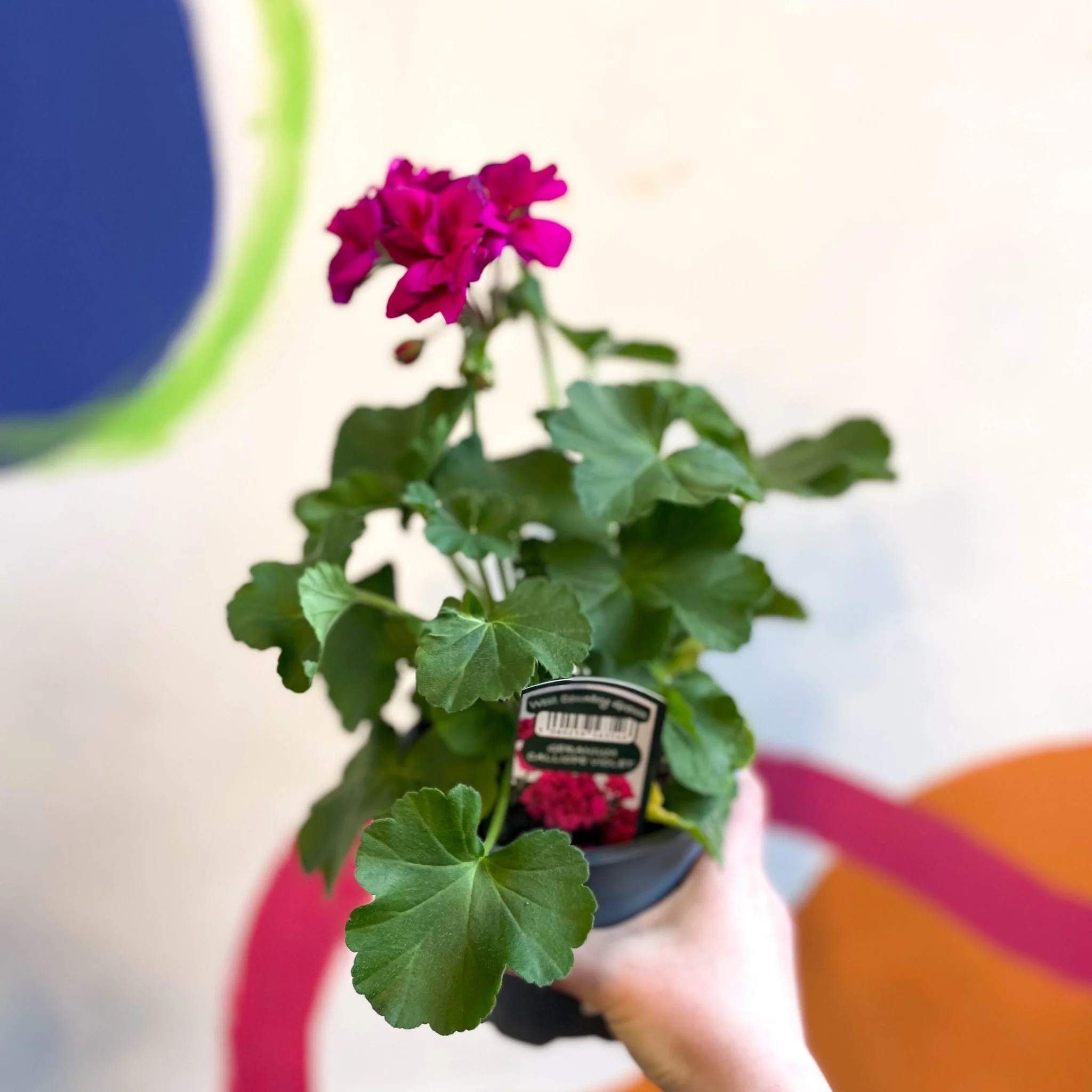 Pelargonium interspecific ‘Calliope Violet’ - Bedding Geranium - Image 3