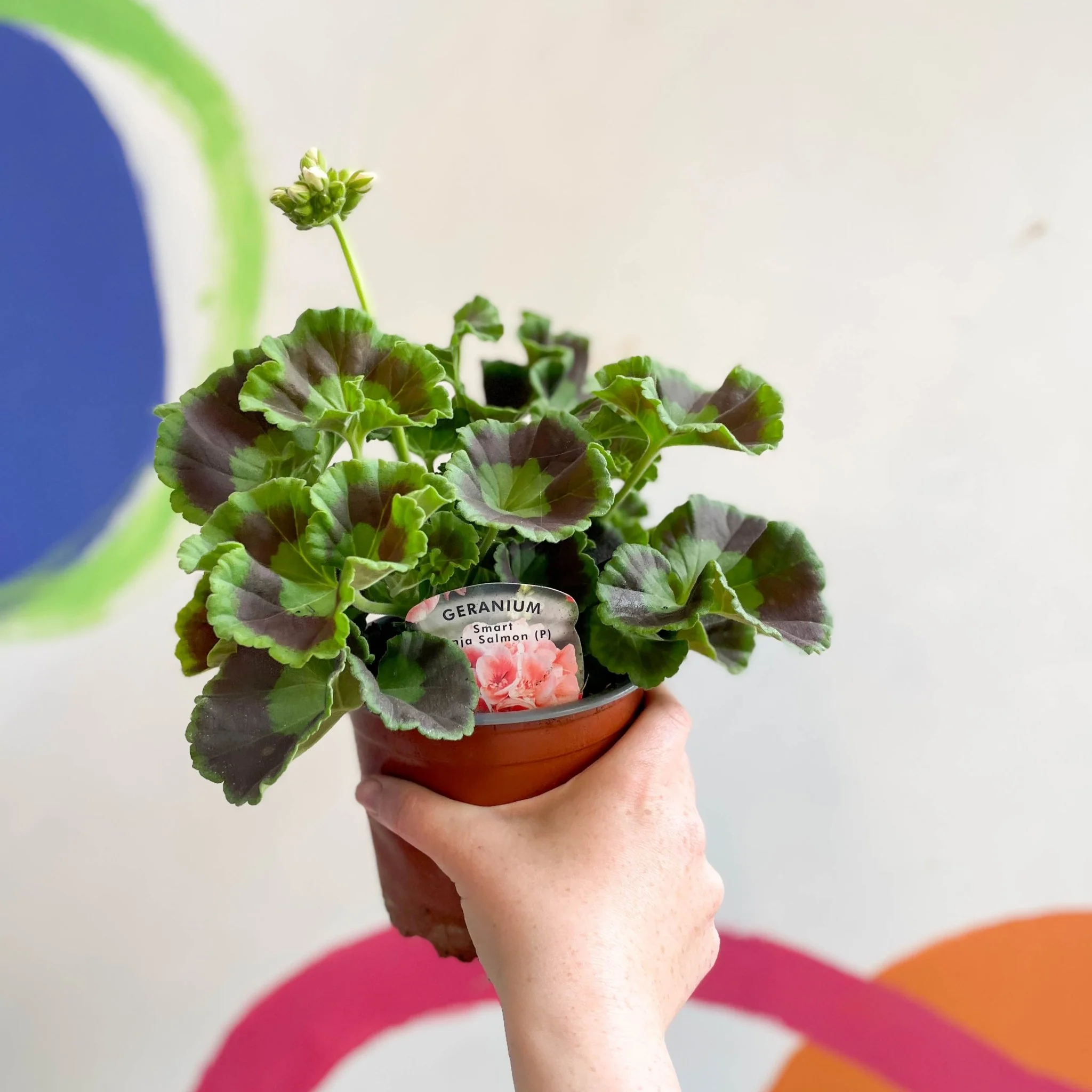 Pelargonium interspecific ‘Smart Lenja Salmon’ - Bedding Geranium - British Grown