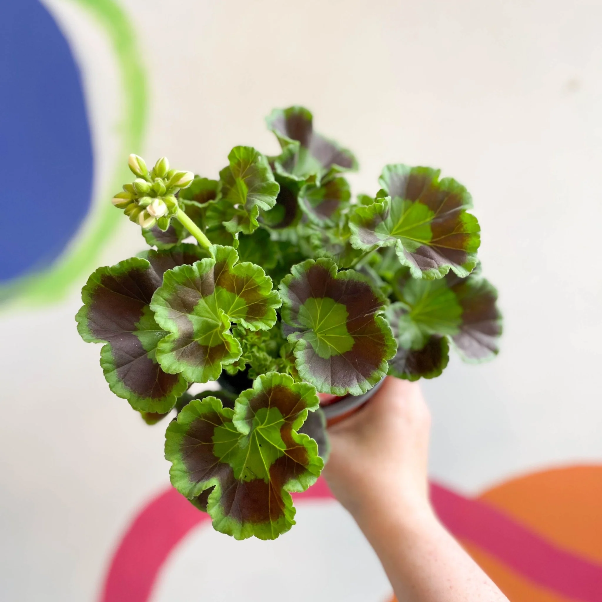 Pelargonium interspecific ‘Smart Lenja Salmon’ - Bedding Geranium - British Grown - Image 2