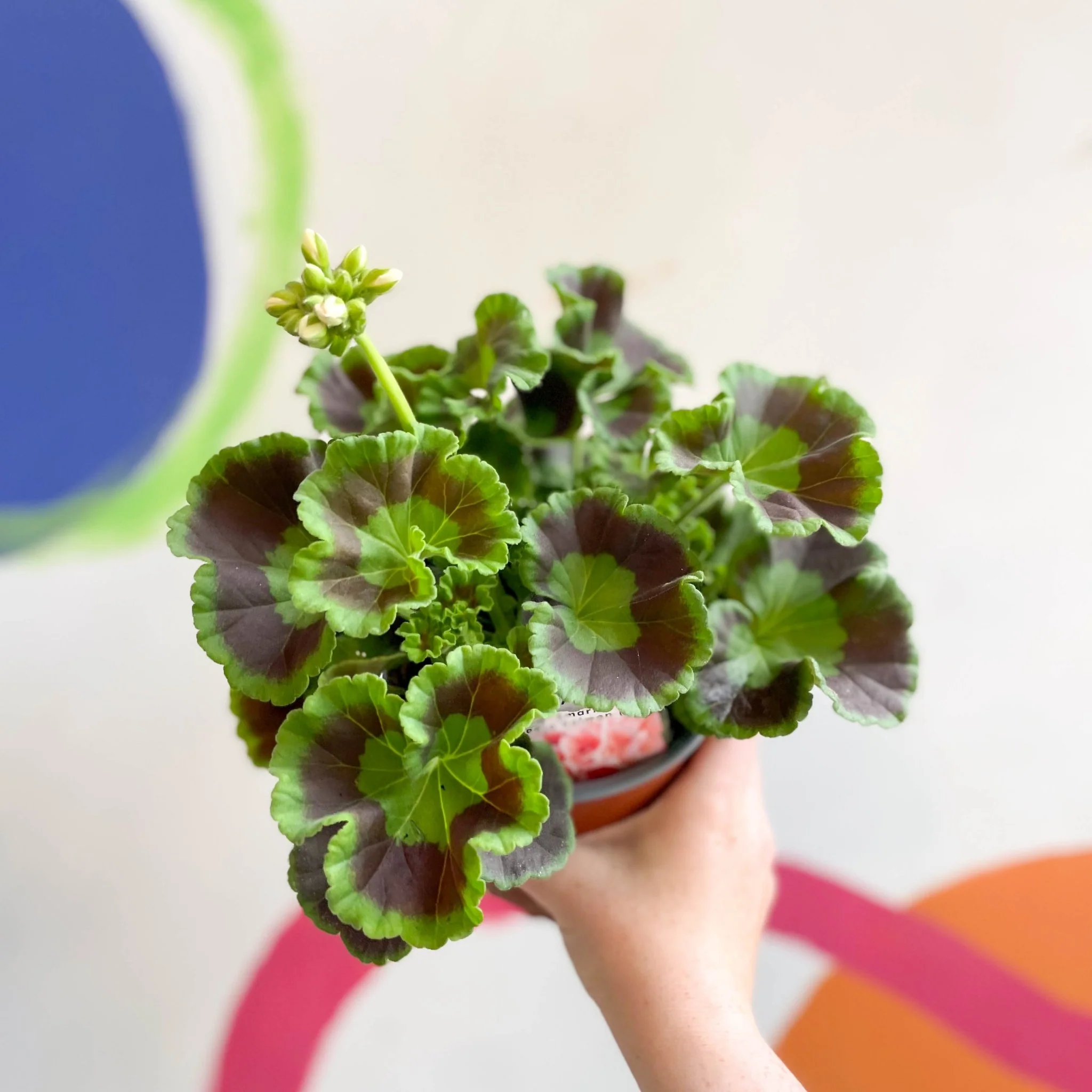 Pelargonium interspecific ‘Smart Lenja Salmon’ - Bedding Geranium - British Grown - Image 3