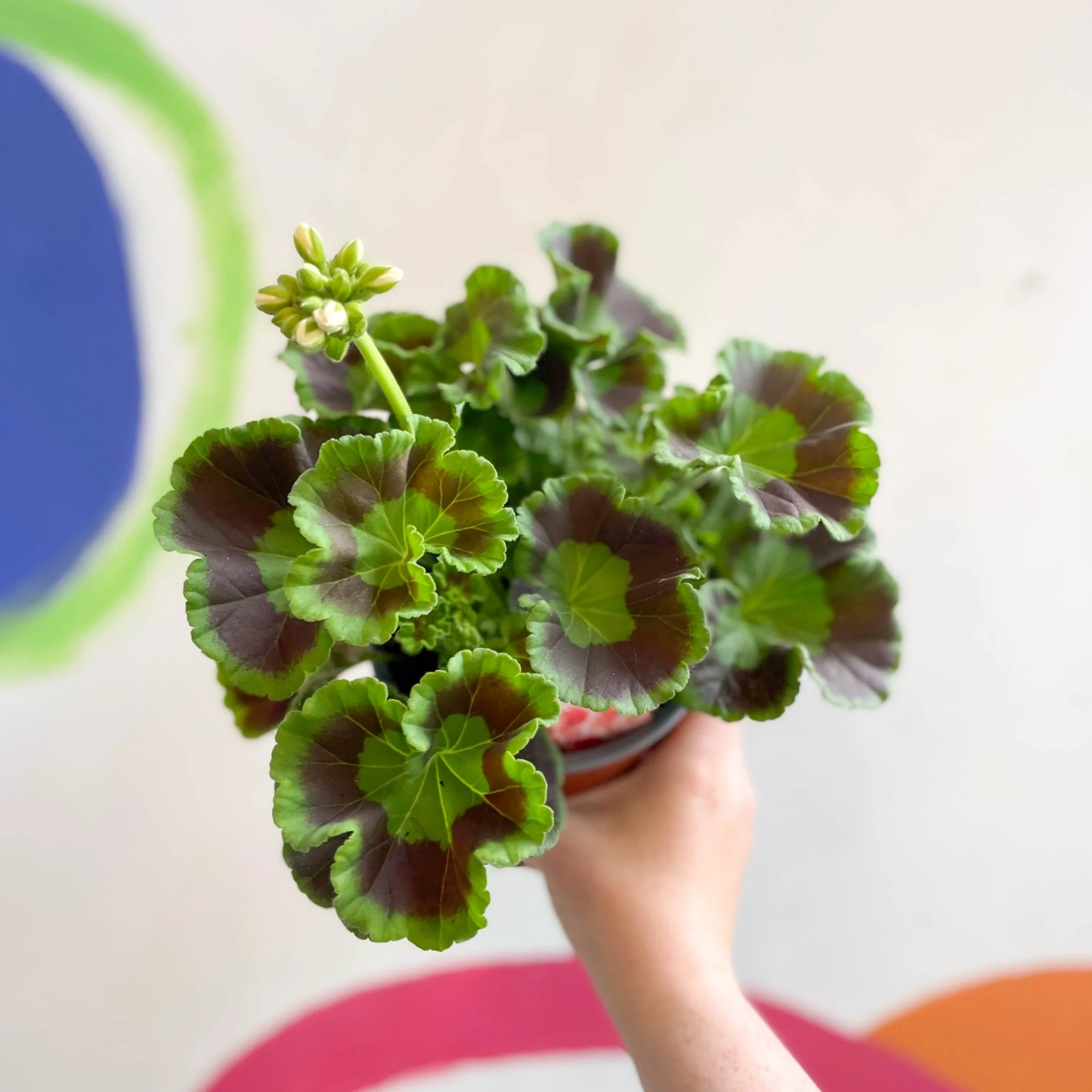 Pelargonium interspecific ‘Smart Lenja Salmon’ - Bedding Geranium - British Grown - Image 4