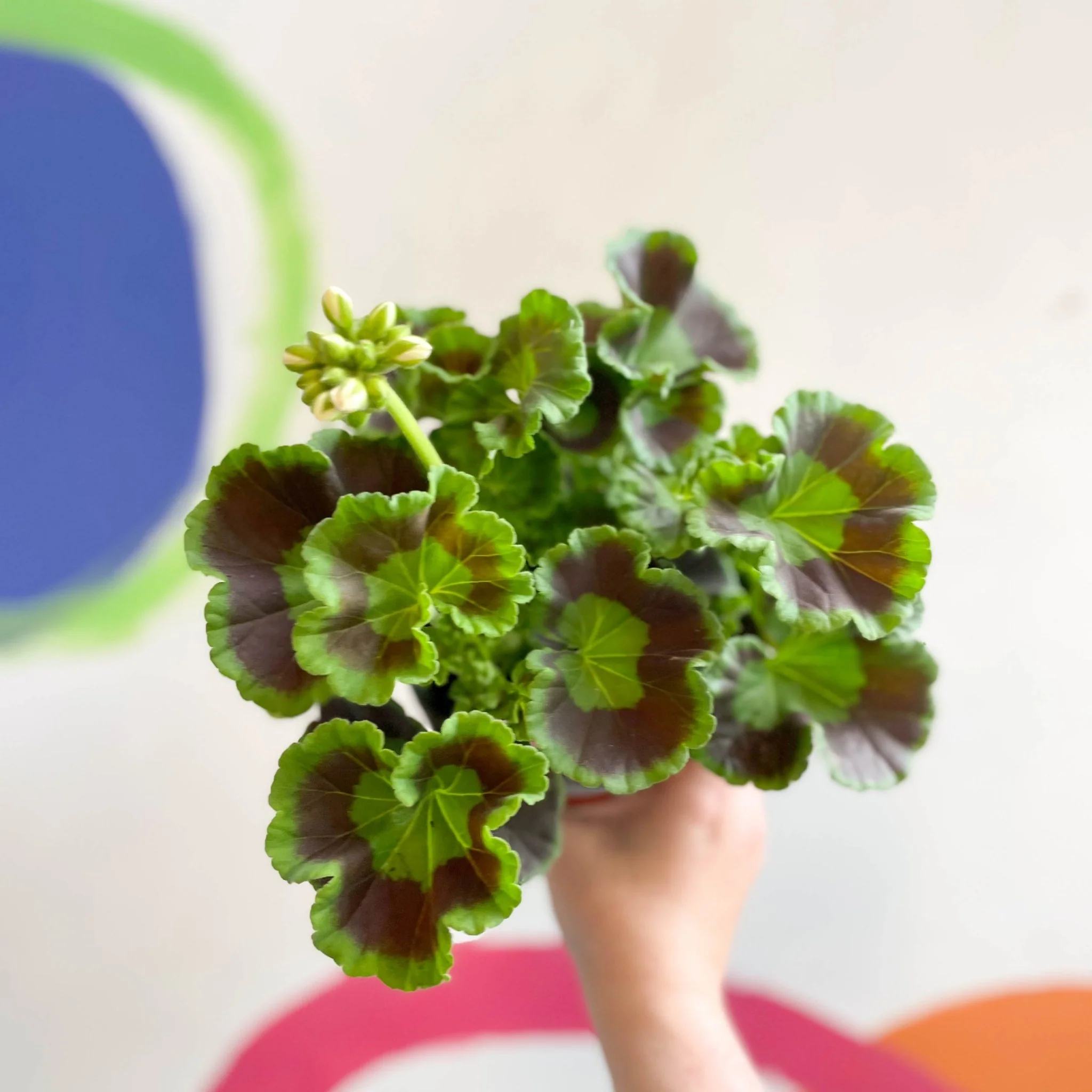 Pelargonium interspecific ‘Smart Lenja Salmon’ - Bedding Geranium - British Grown - Image 5