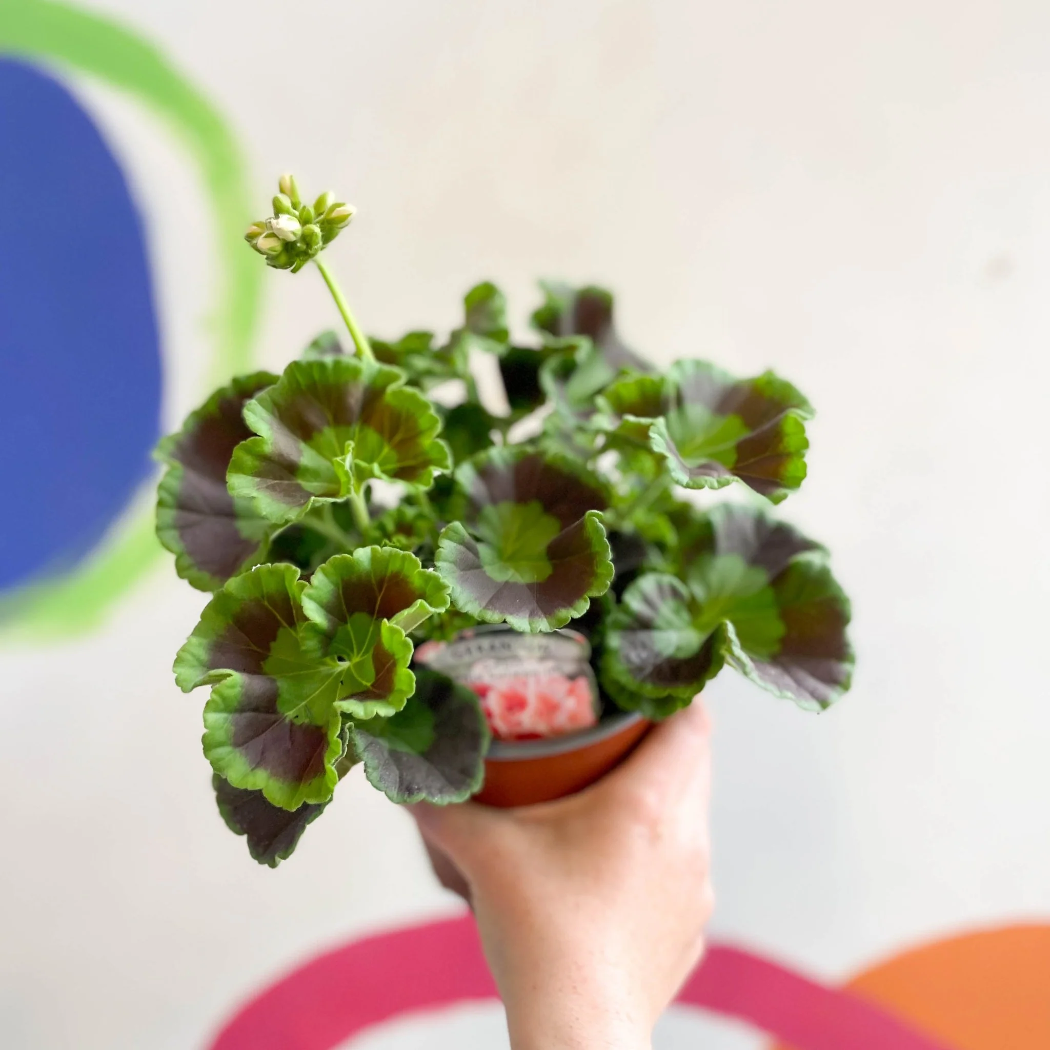 Pelargonium interspecific ‘Smart Lenja Salmon’ - Bedding Geranium - British Grown - Image 6