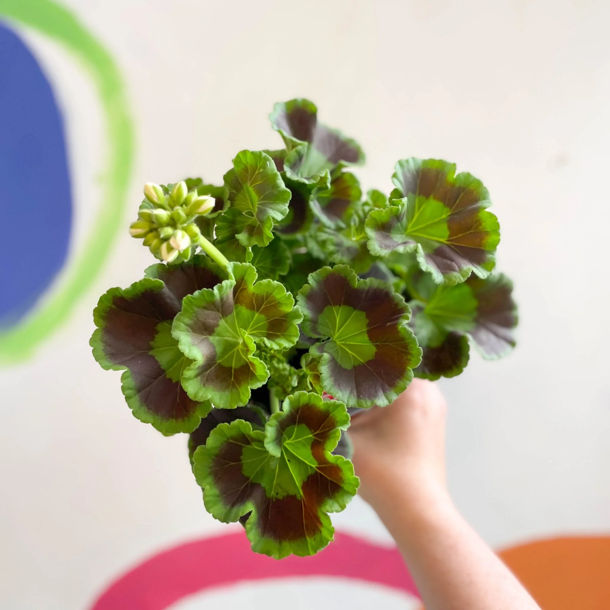 Pelargonium interspecific ‘Smart Lenja Salmon’ - Bedding Geranium - British Grown - Image 7