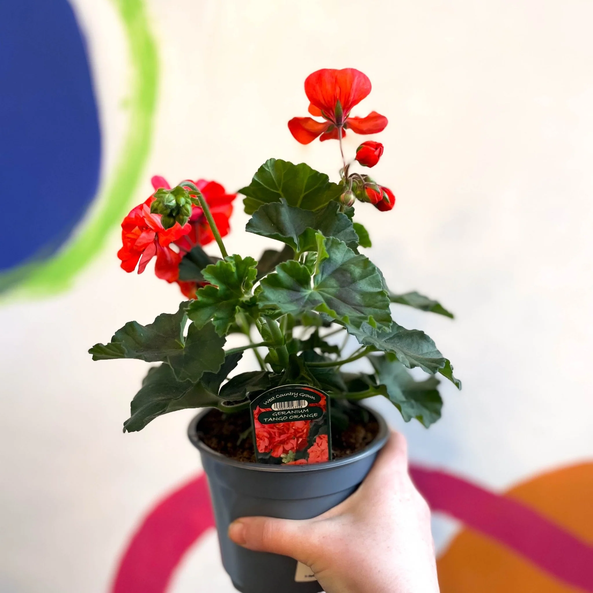 Pelargonium interspecific ‘Tango Orange’ - Bedding Geranium