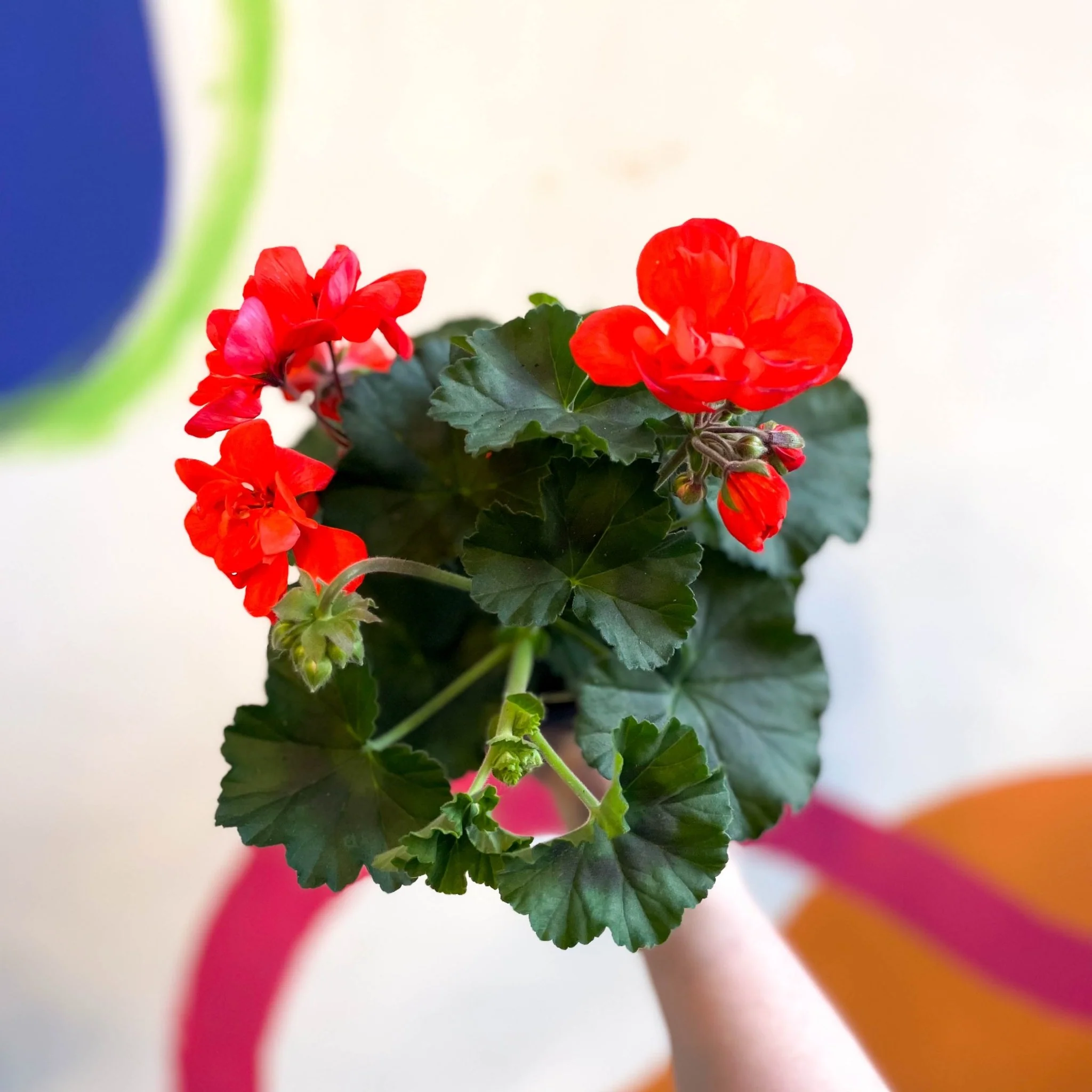 Pelargonium interspecific ‘Tango Orange’ - Bedding Geranium - Image 2