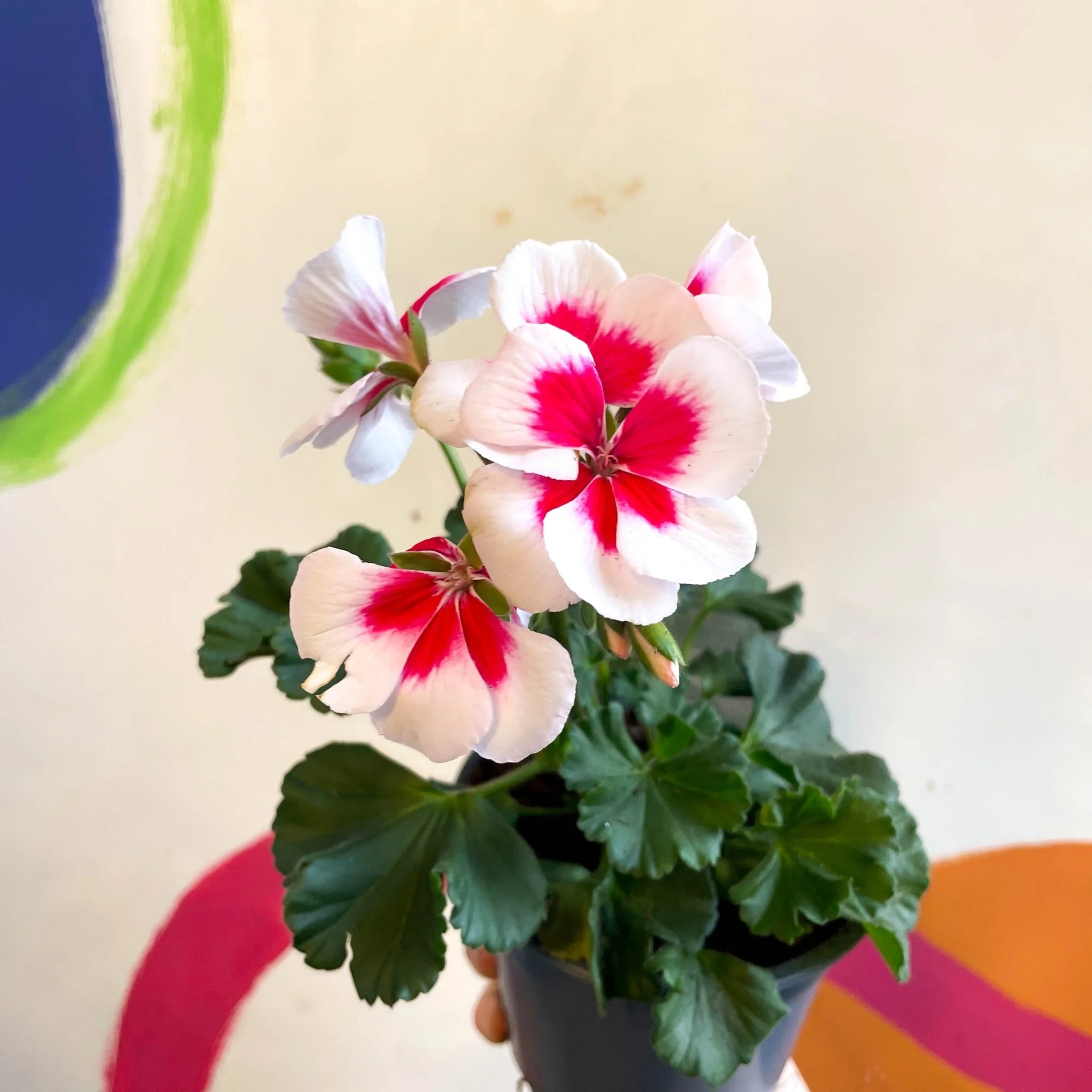 Pelargonium interspecific ‘Tango White Splash’. -Bedding Geranium