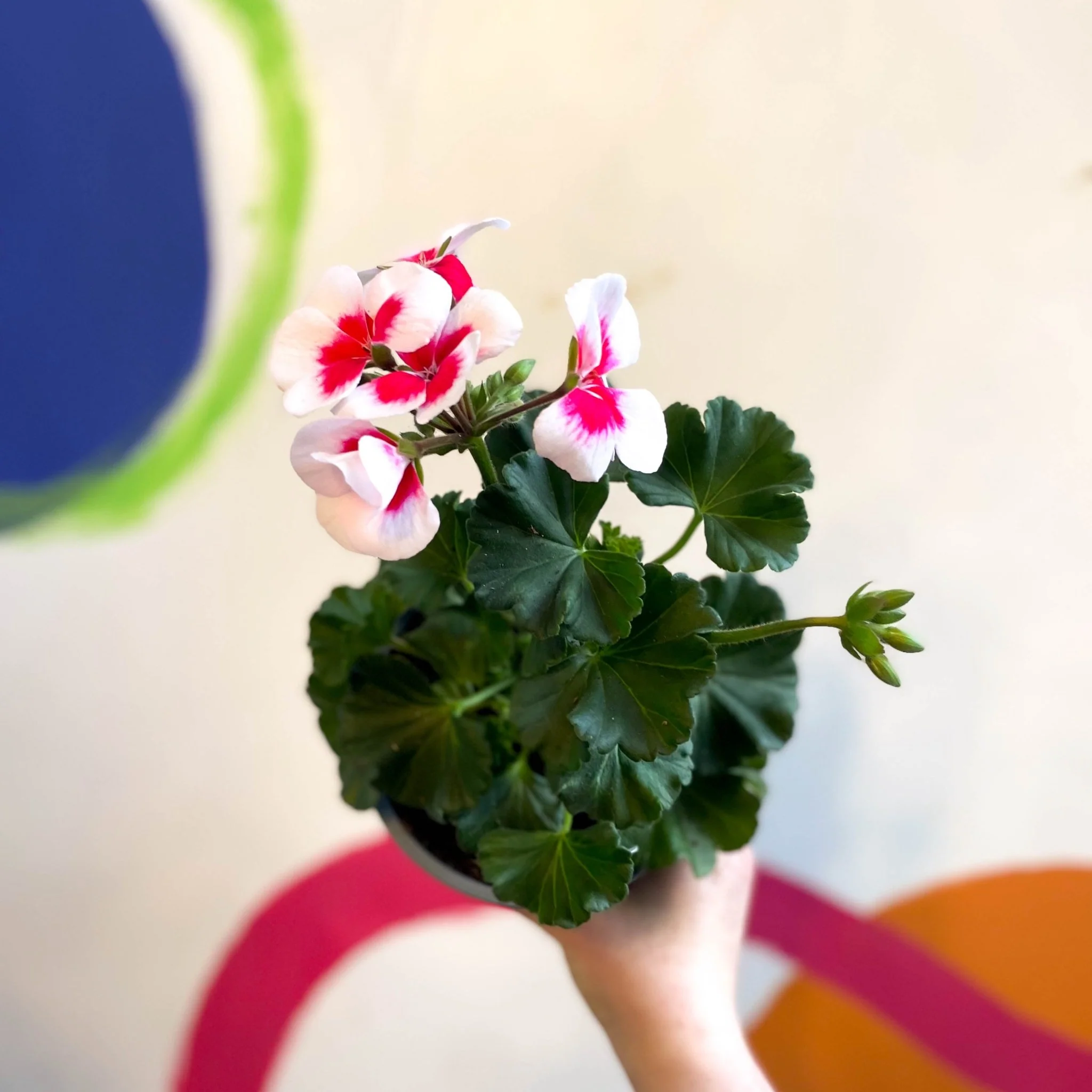 Pelargonium interspecific ‘Tango White Splash’. -Bedding Geranium - Image 2