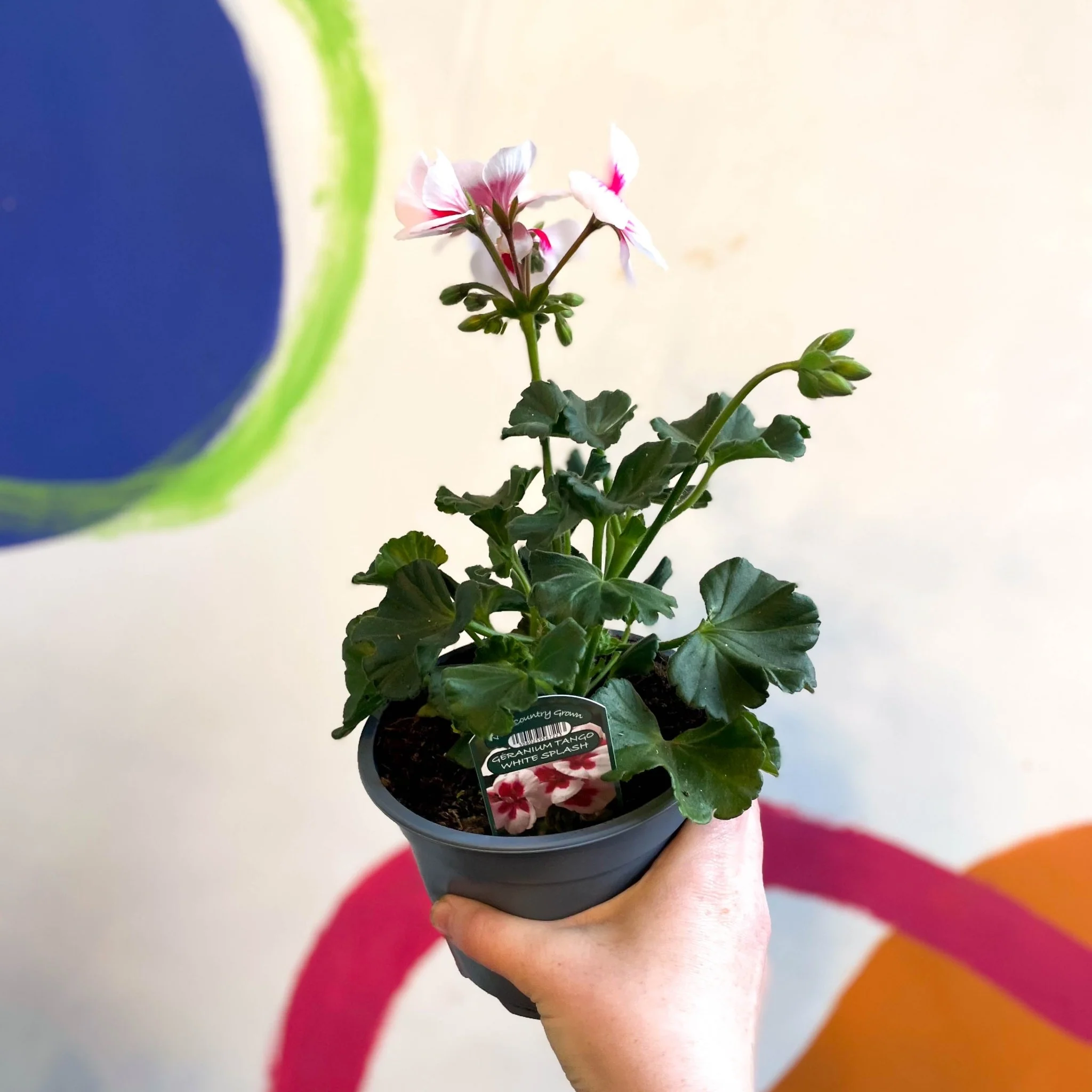 Pelargonium interspecific ‘Tango White Splash’. -Bedding Geranium - Image 3