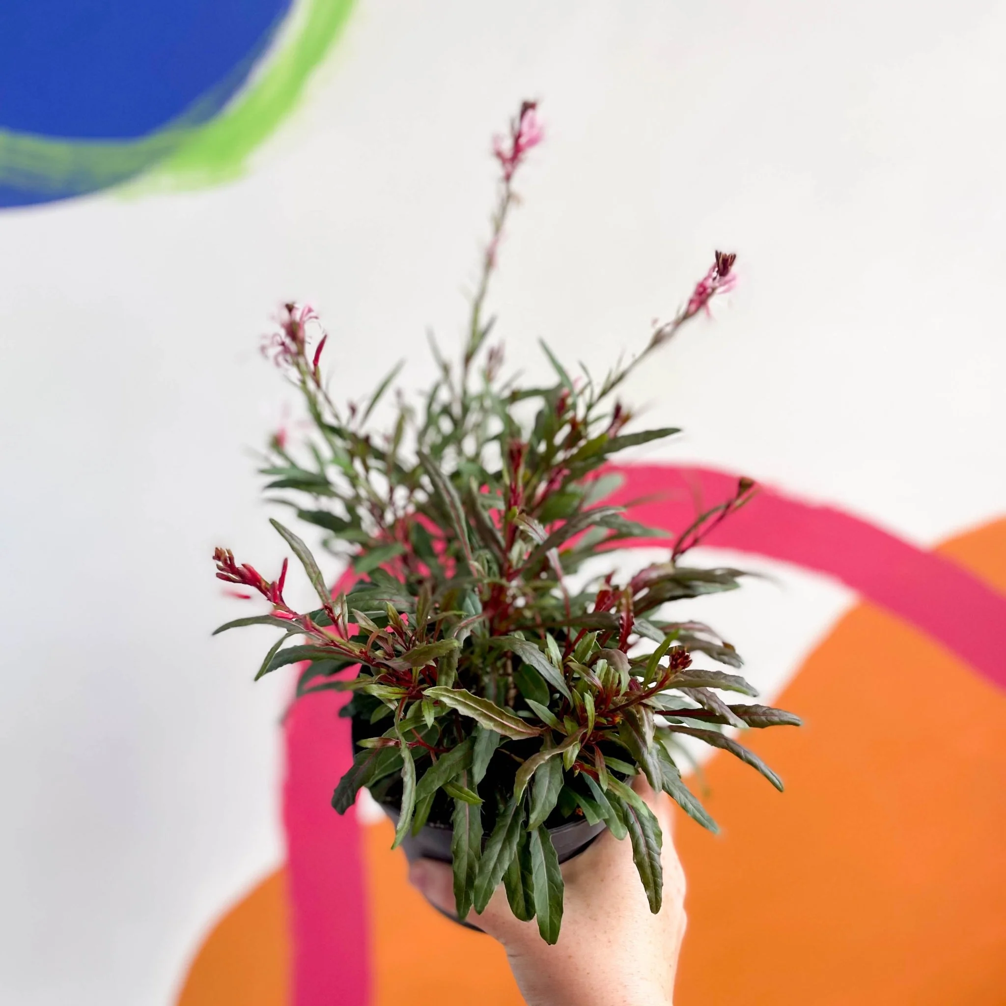 Gaura lindheimeri - Beeblossom