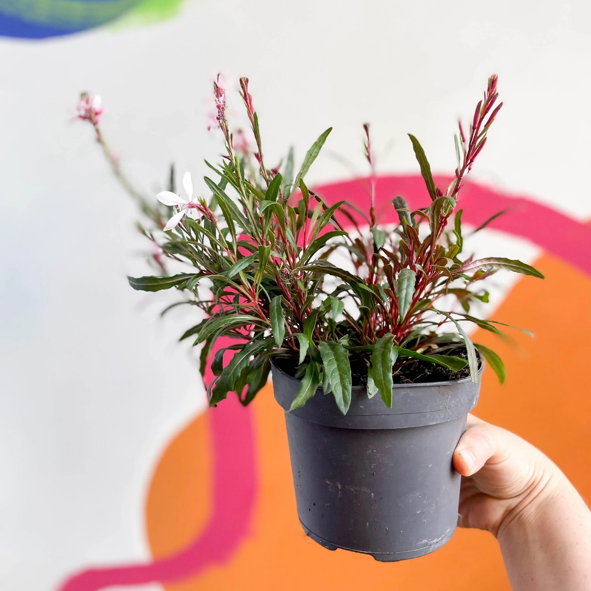 Gaura lindheimeri - Beeblossom - Image 3