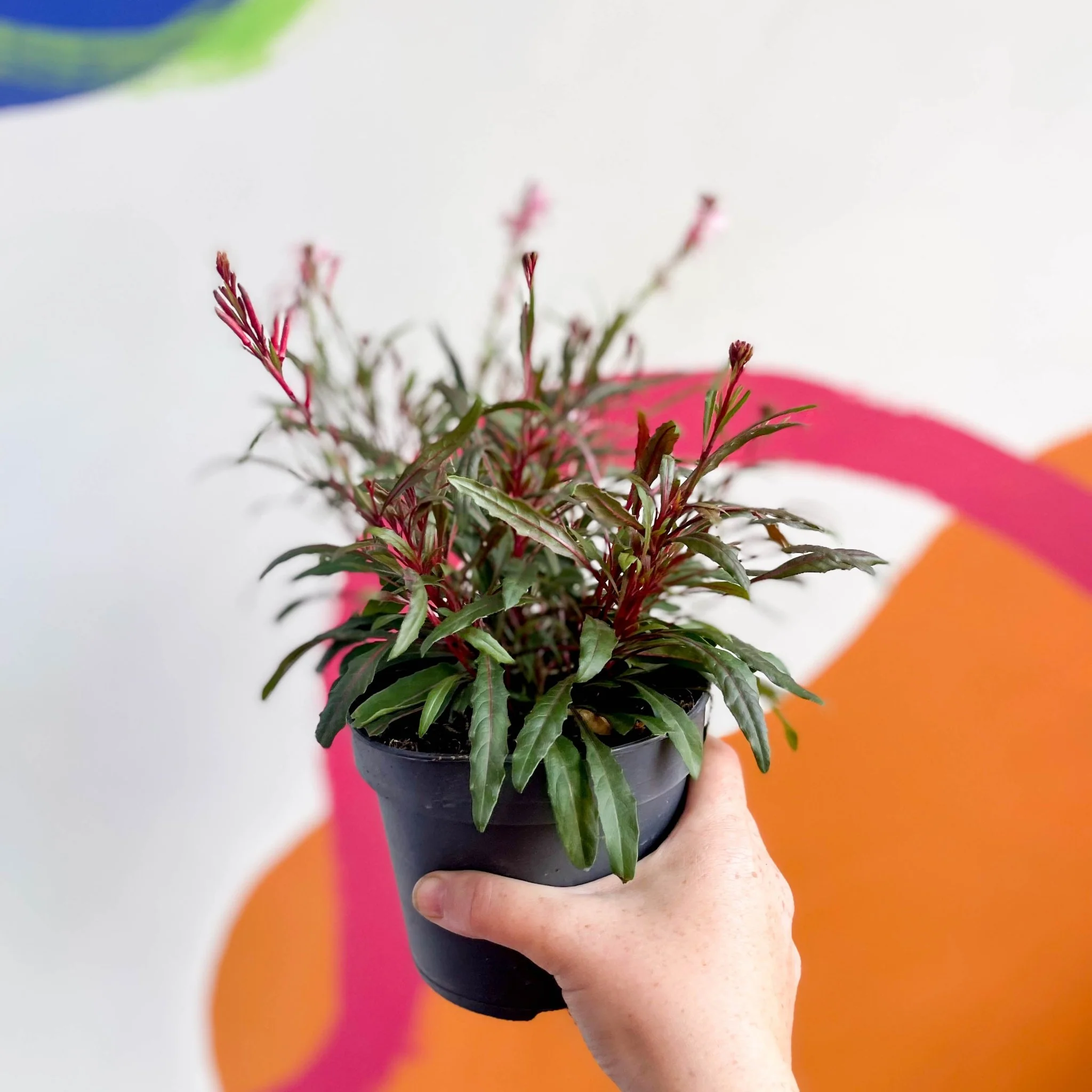 Gaura lindheimeri - Beeblossom - Image 4