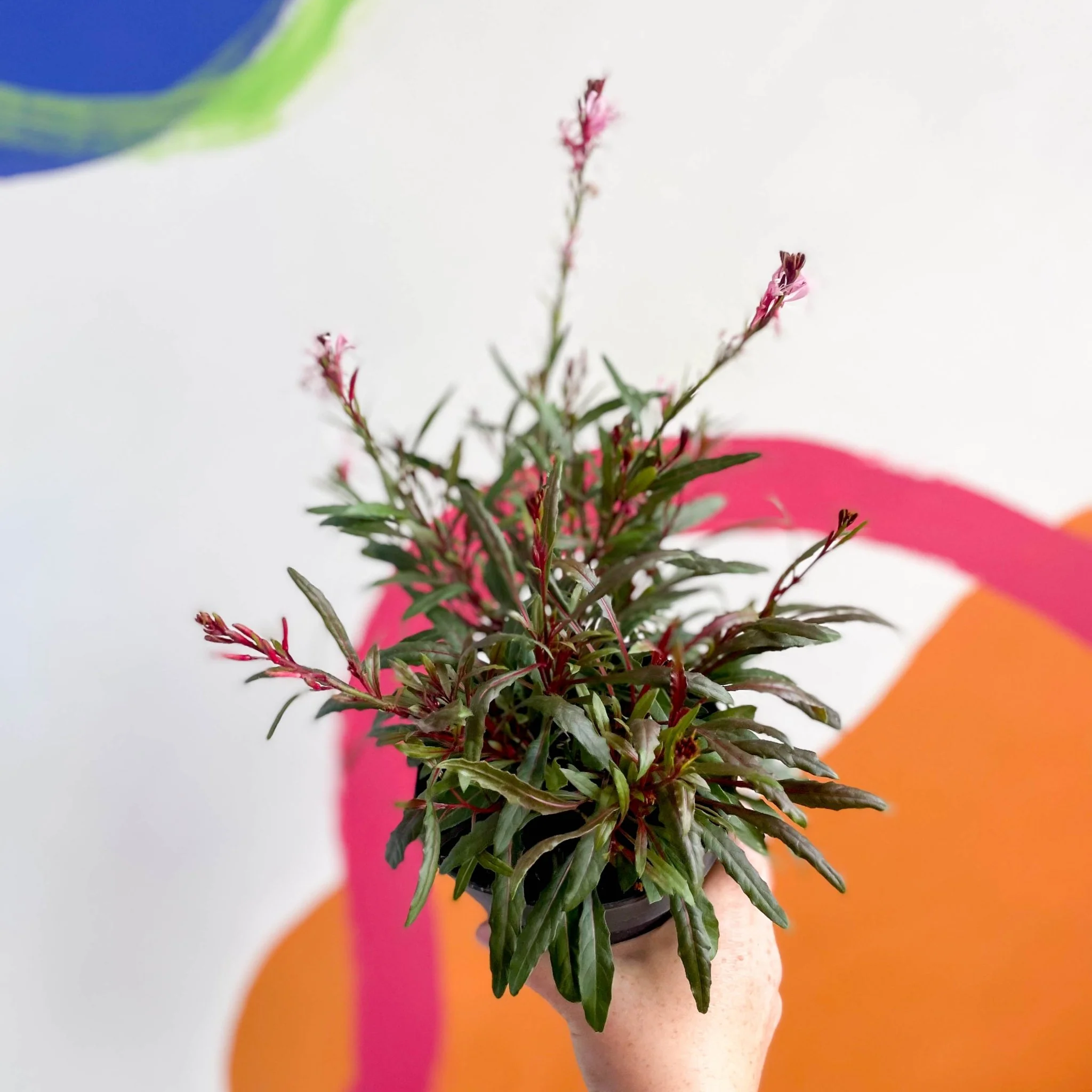 Gaura lindheimeri - Beeblossom - Image 5
