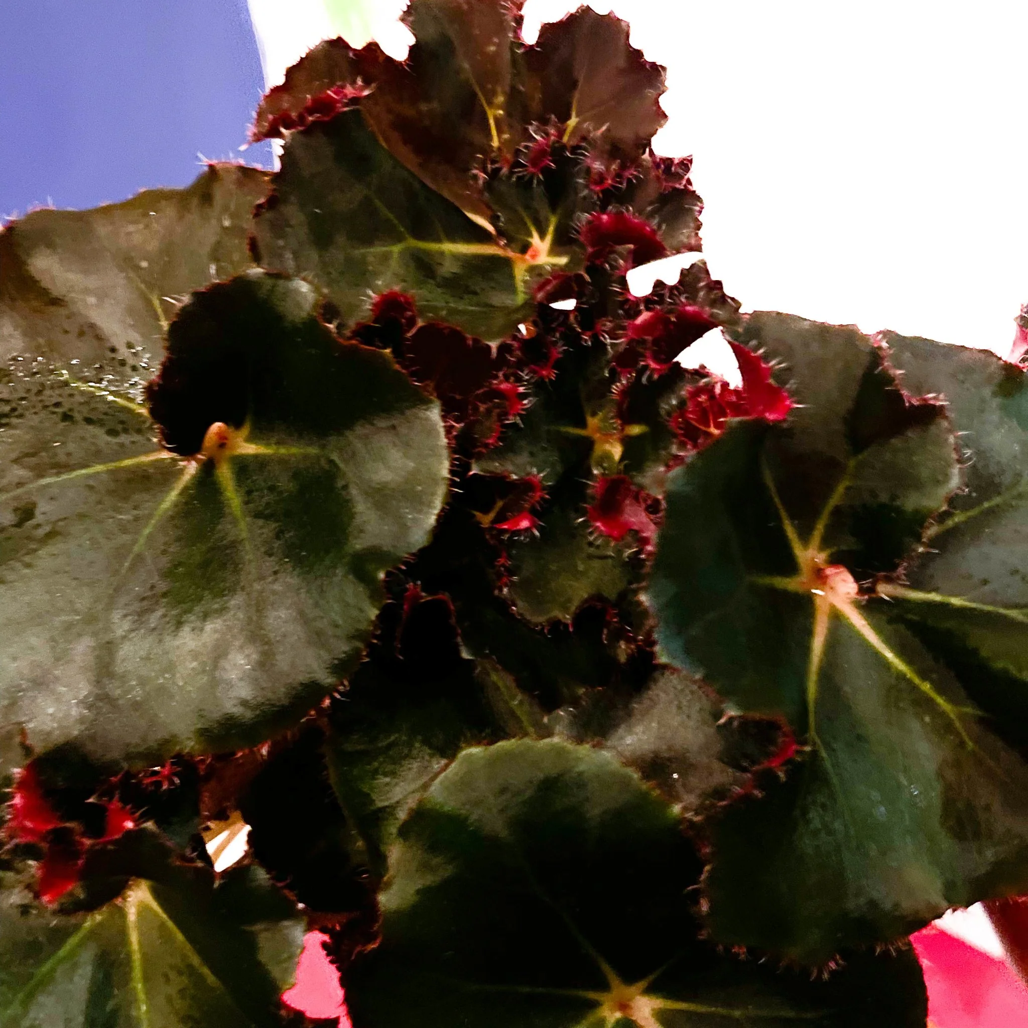 Beefsteak Plant - Begonia x erythrophylla 'Black Jungle' - Image 3