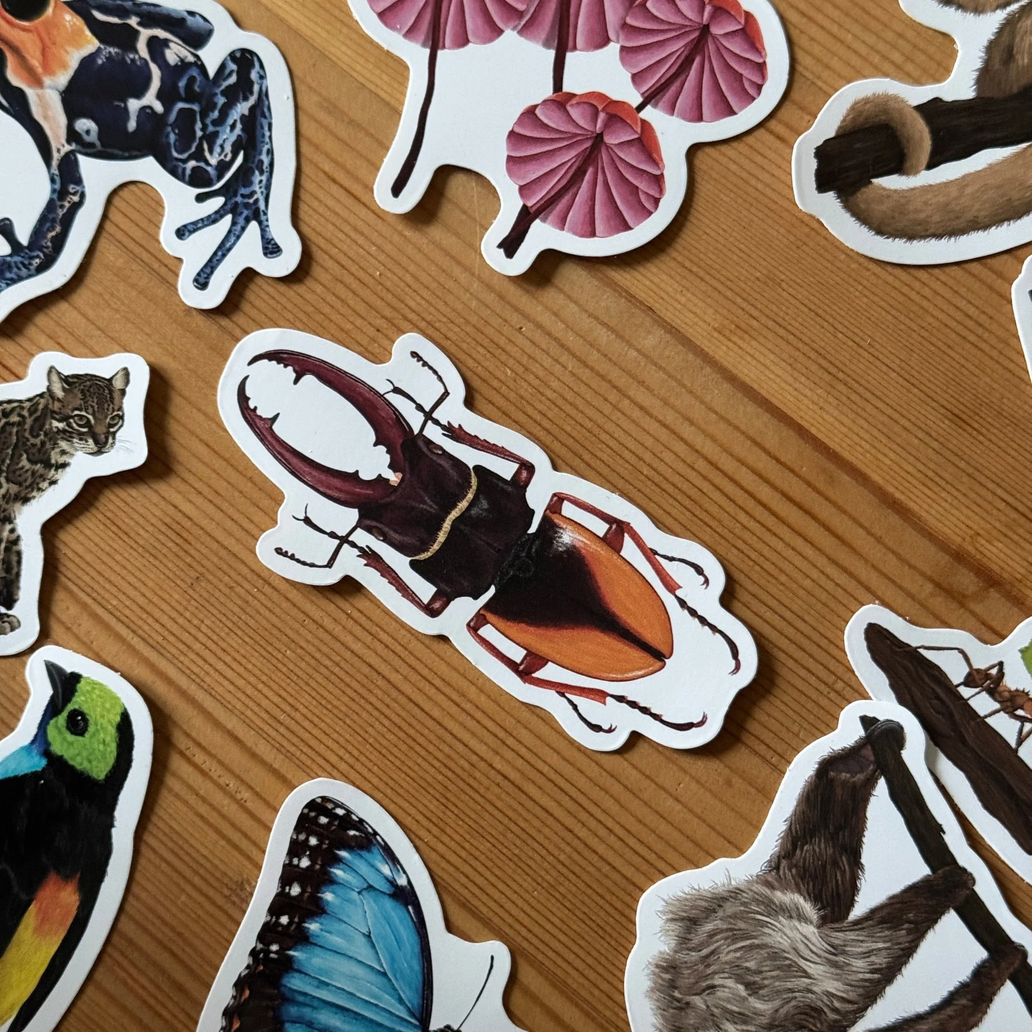 Beetle Amazon Wildlife Vinyl Sticker [Beneath the Canopy RHS Collab] - Image 3