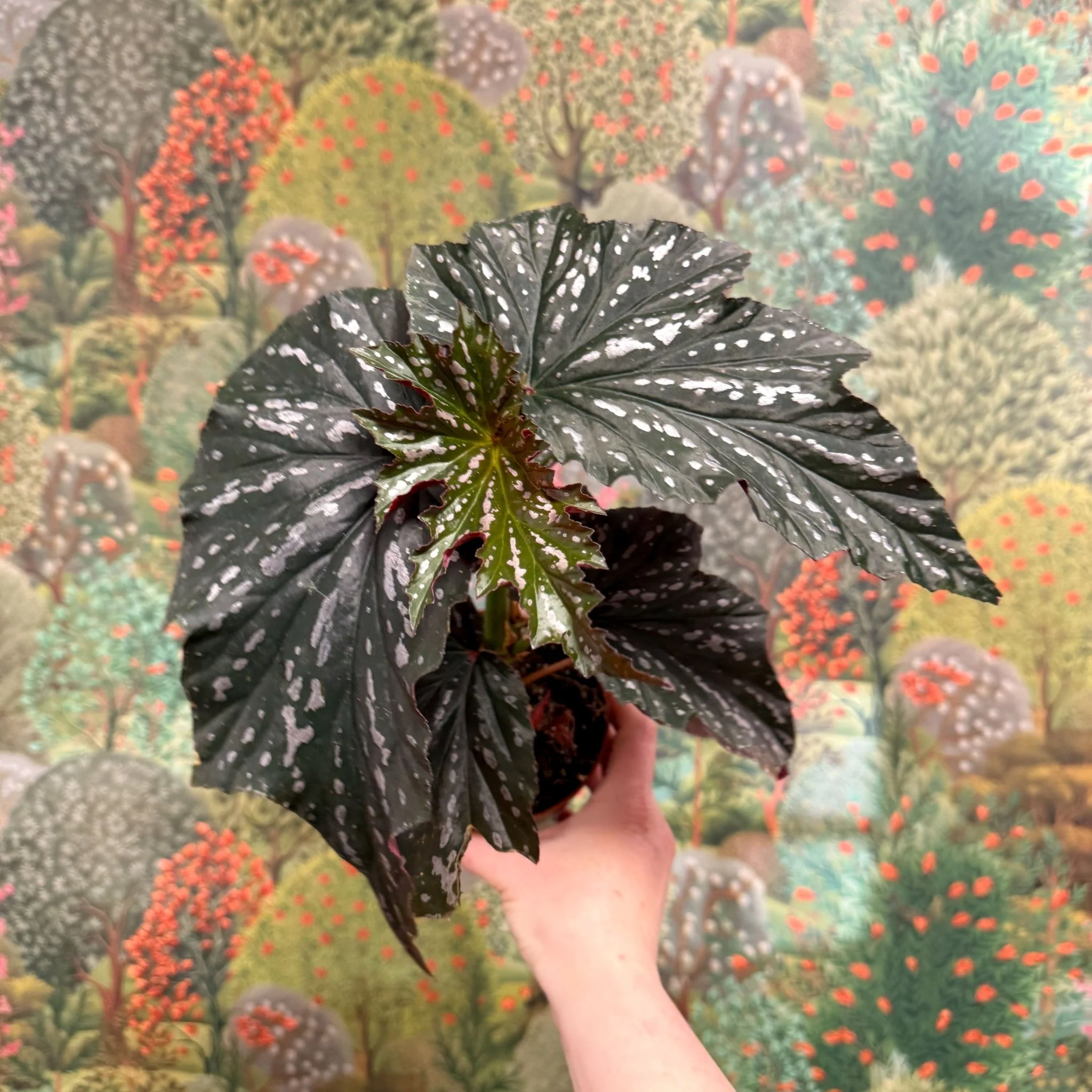 Begonia ‘Aiai’ – Rex Begonia