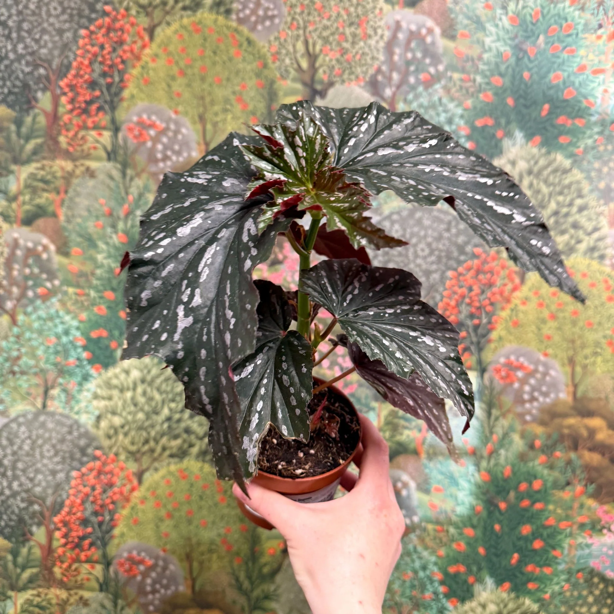 Begonia ‘Aiai’ – Rex Begonia - Image 2