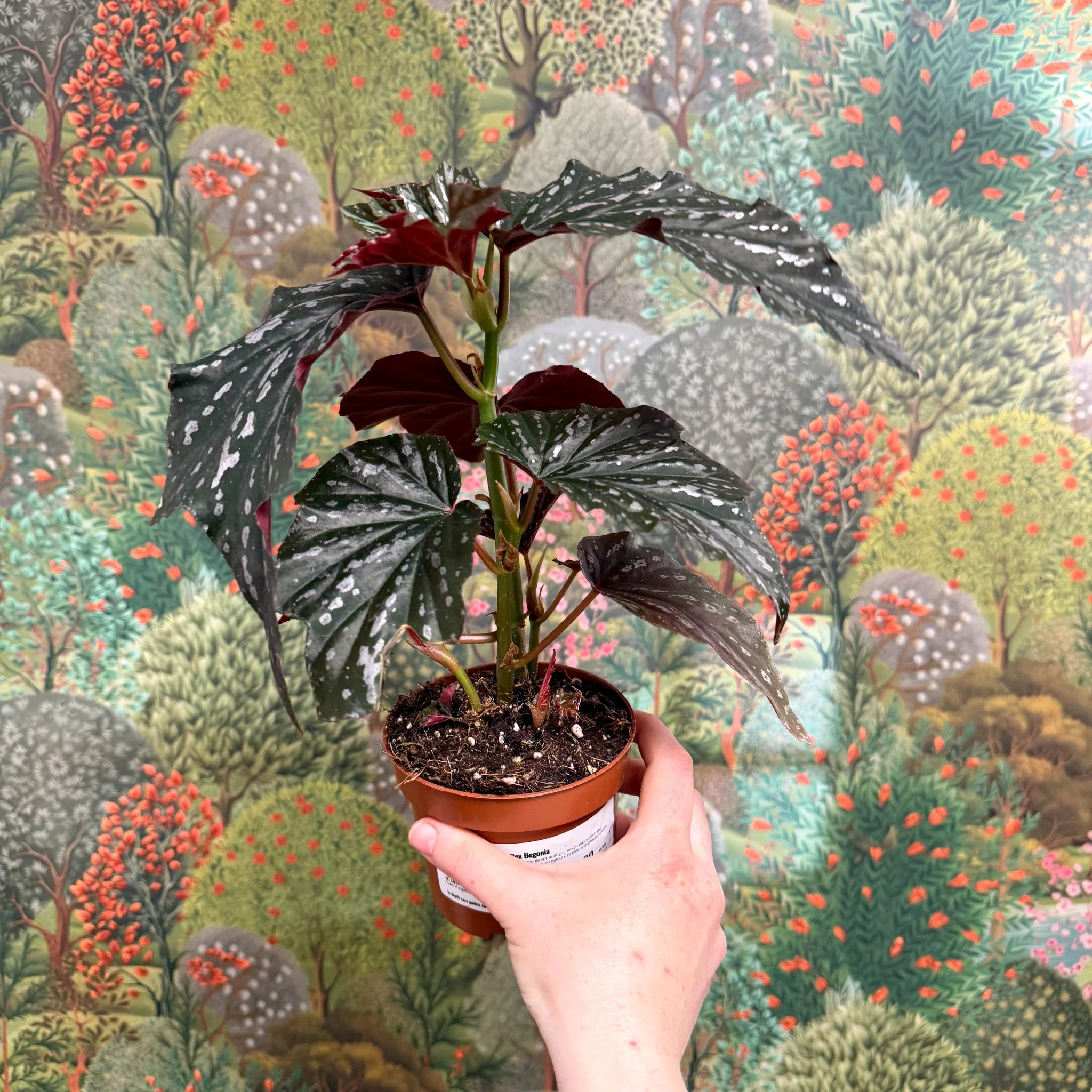 Begonia ‘Aiai’ – Rex Begonia - Image 3