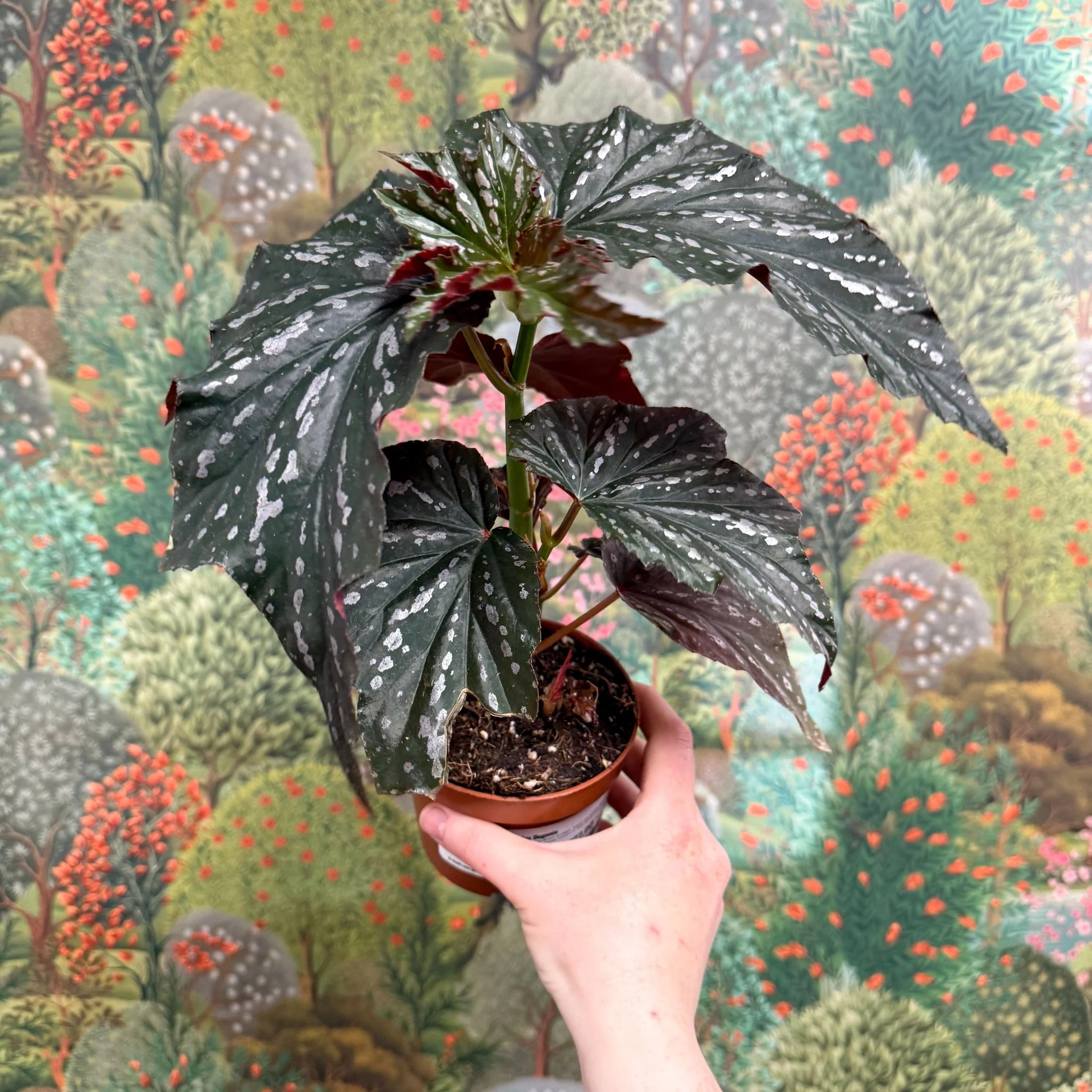 Begonia ‘Aiai’ – Rex Begonia - Image 4