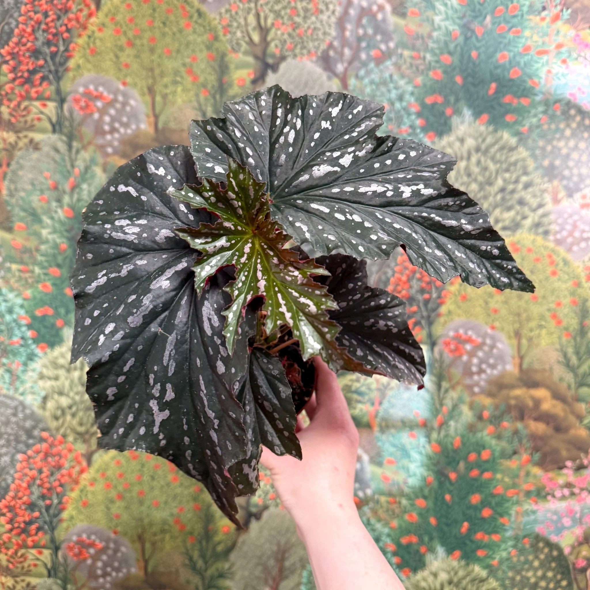 Begonia ‘Aiai’ – Rex Begonia - Image 7