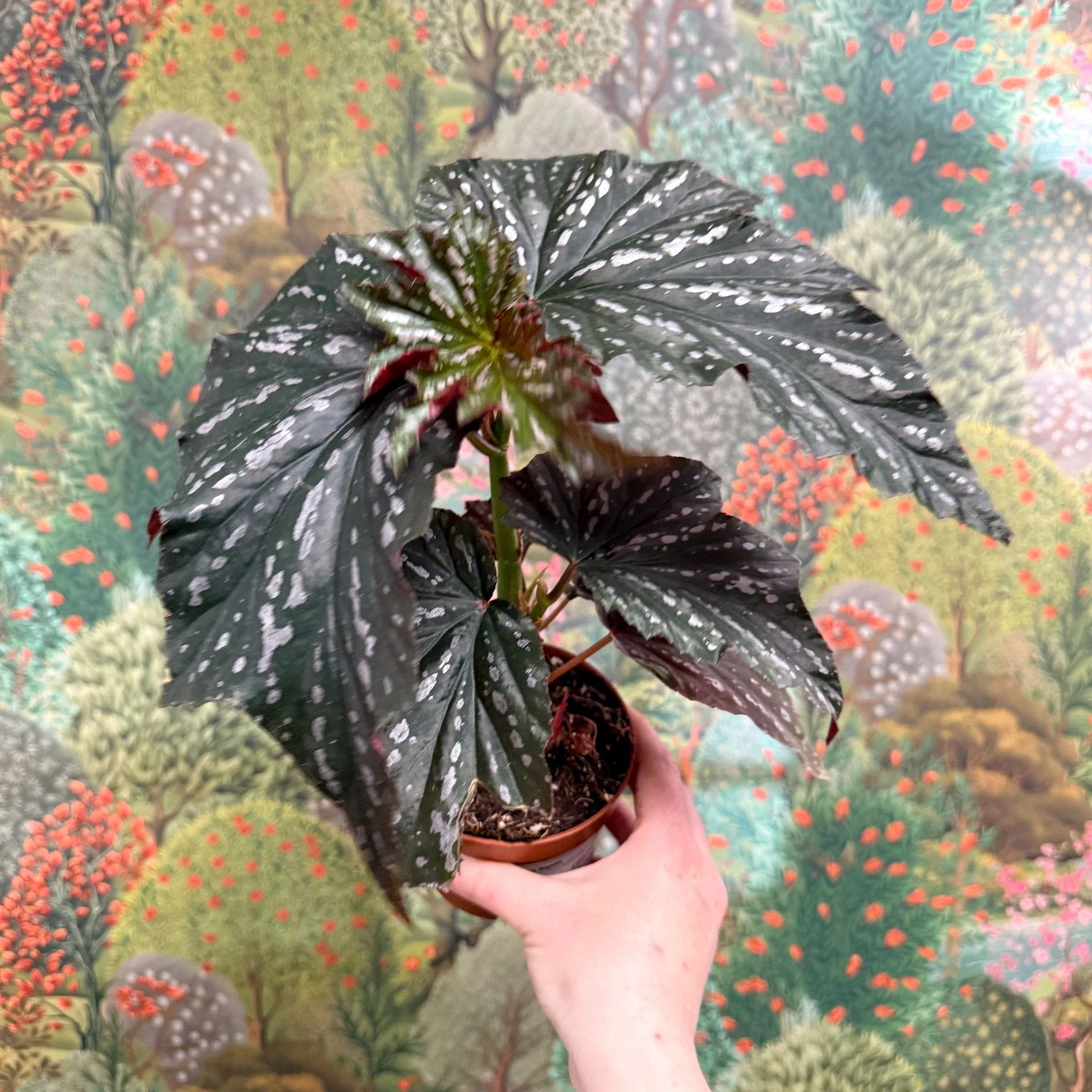 Begonia ‘Aiai’ – Rex Begonia - Image 8
