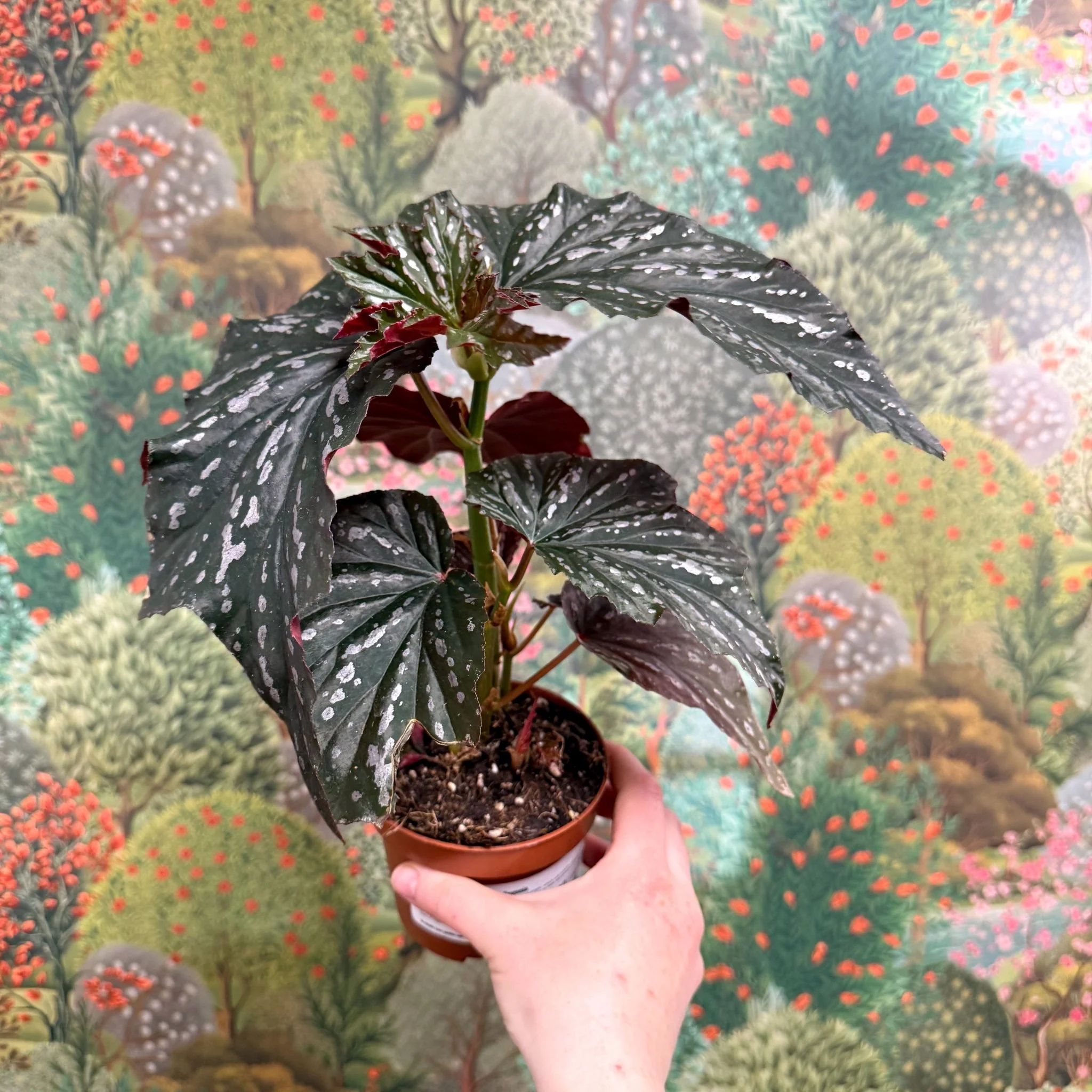 Begonia ‘Aiai’ – Rex Begonia - Image 9