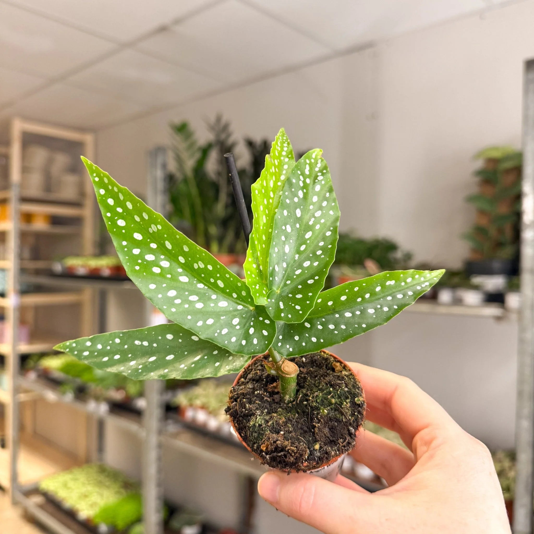 Begonia albopicta – Angel Wing Begonia