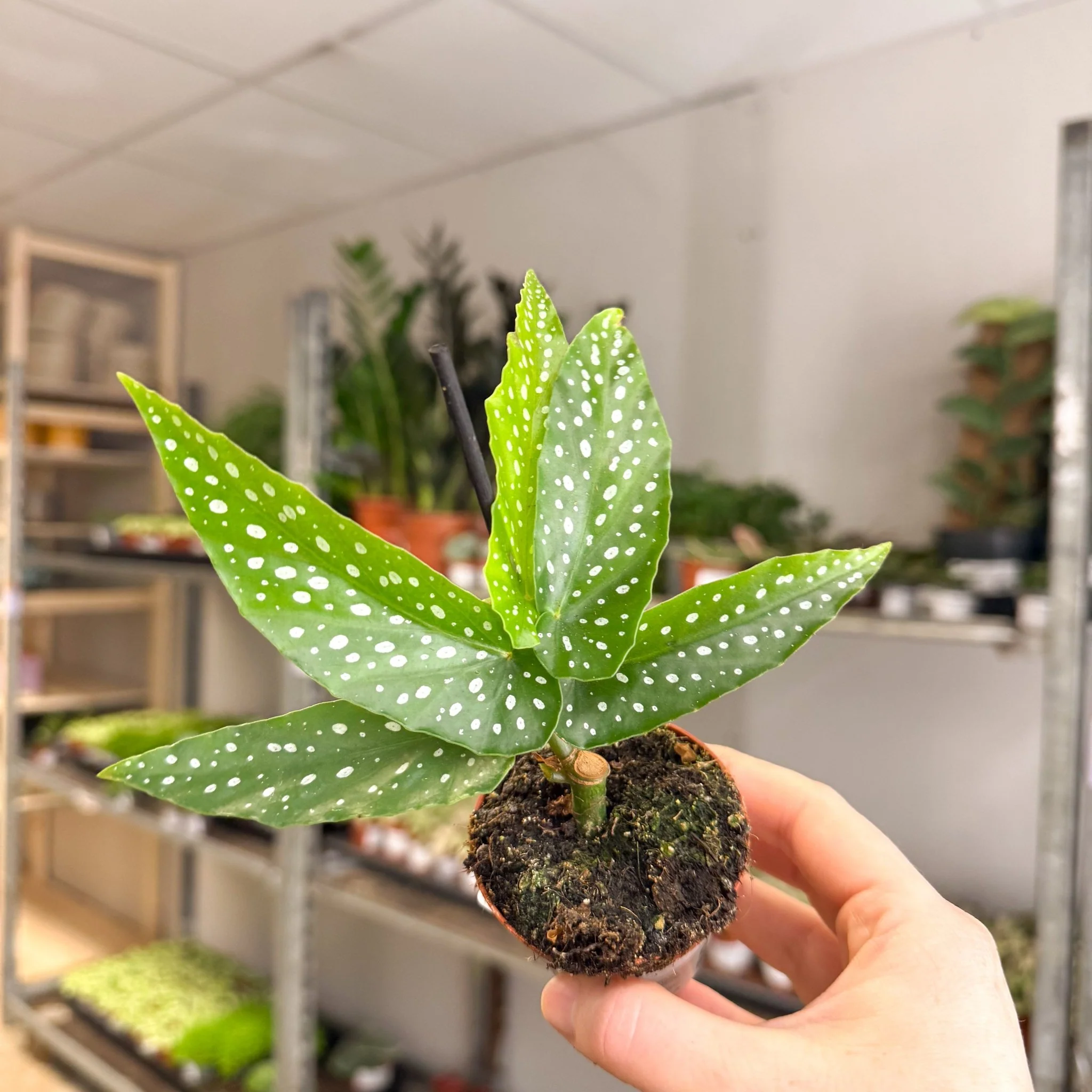 Begonia albopicta – Angel Wing Begonia - Image 3