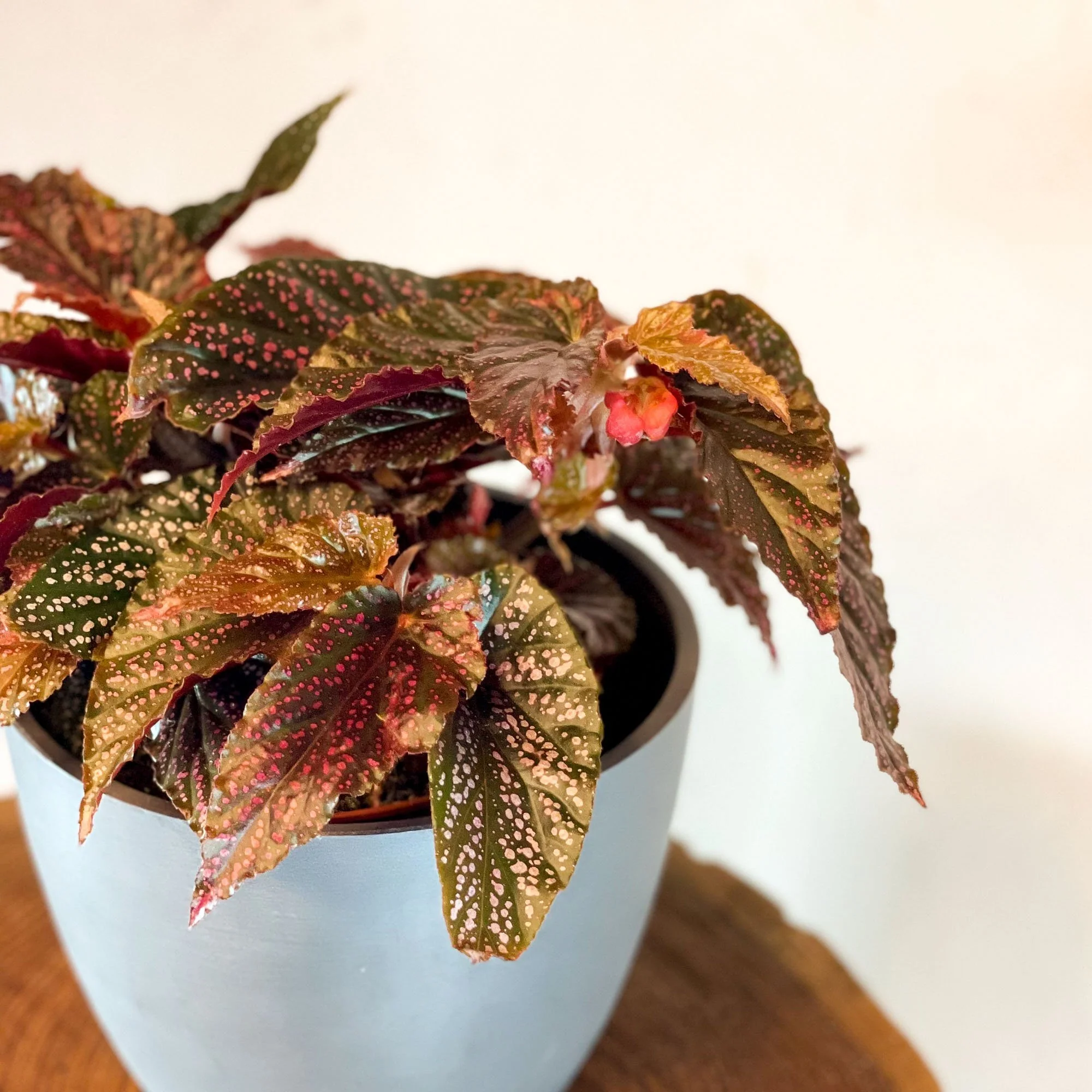 Polka Dot Begonia 'Benigo' - Image 4