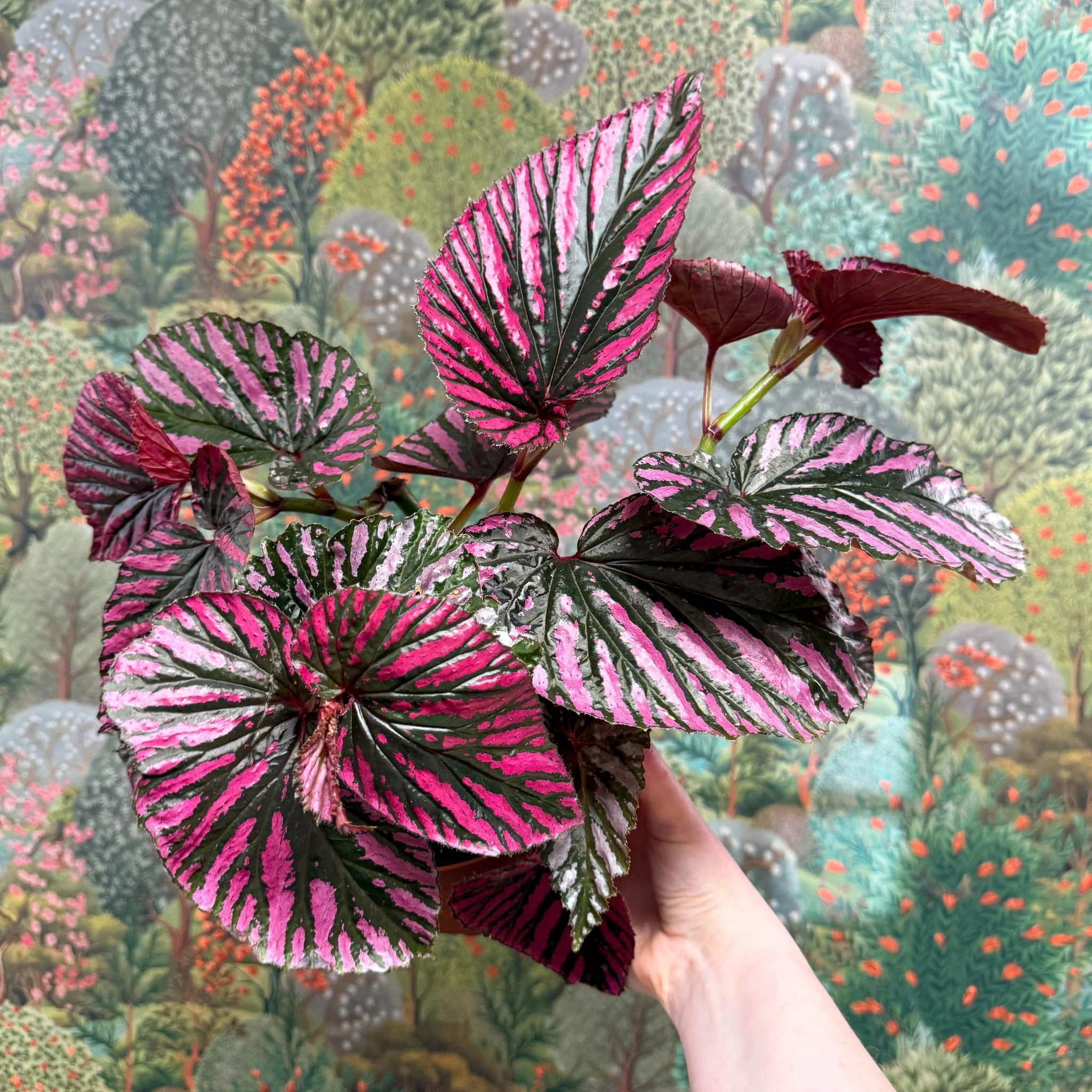 Begonia brevirimosa